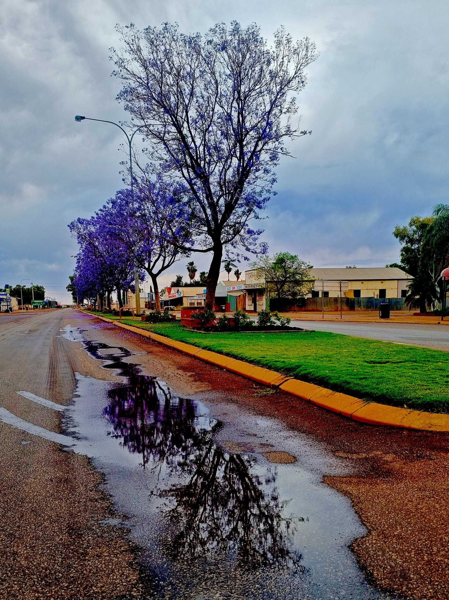 A real spring in Mount Magnet with our stunning jacarandas and the light shower from overnight that broke the back of that hot spell - it's no wonder we love this place so much. 😍
