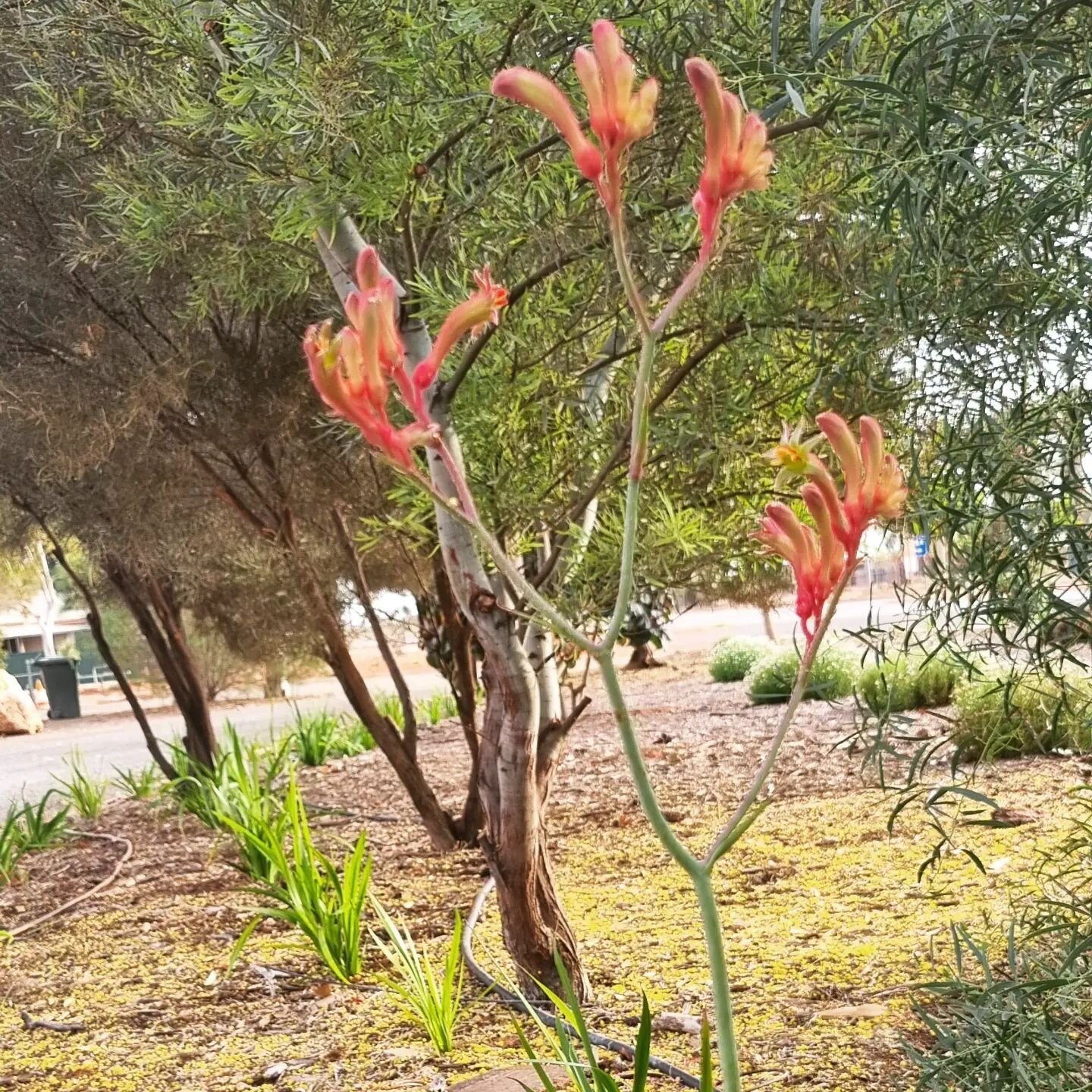 Its kangaroo paw season in Mount Magnet, and we are popping out some giants !!
