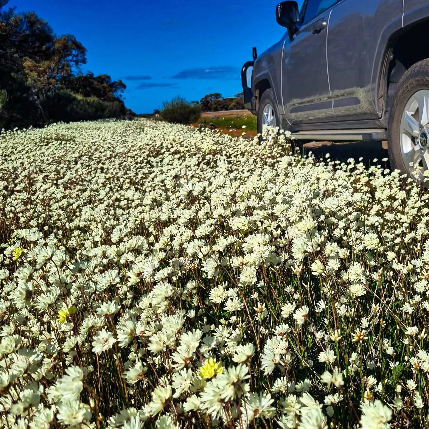 It's all STILL going off in the Murchison this year - what a spectacularly bumper season it has been 🤩🤩

#AustraliasGoldenOutback #Westisbest #Westernaustralia #visitwesternaustralia #travelwa #destinationaustralia #australianbush #goldenoutback #m