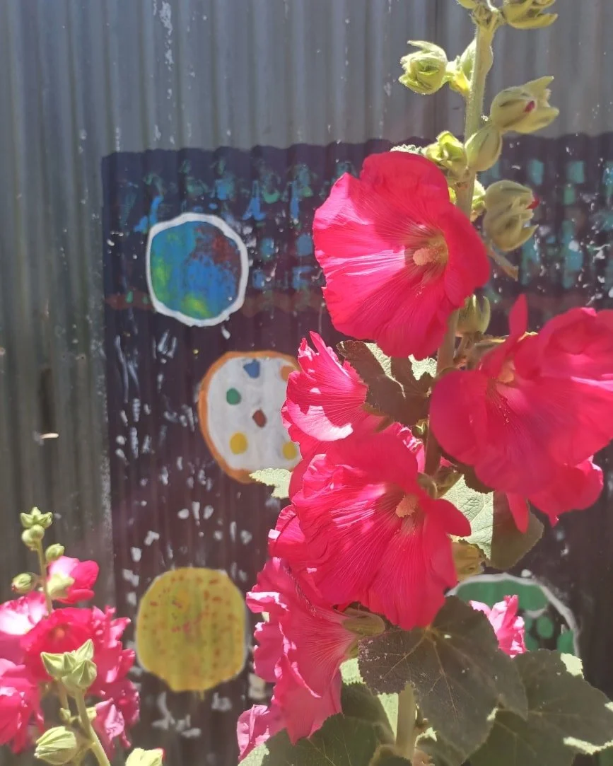 Our Seniors Garden is still in bloom with stunning hollyhocks. A great spot for a picnic in this beautiful outback weather. #mtmagnet #community #flowerslovers #picnic #travel #murchison