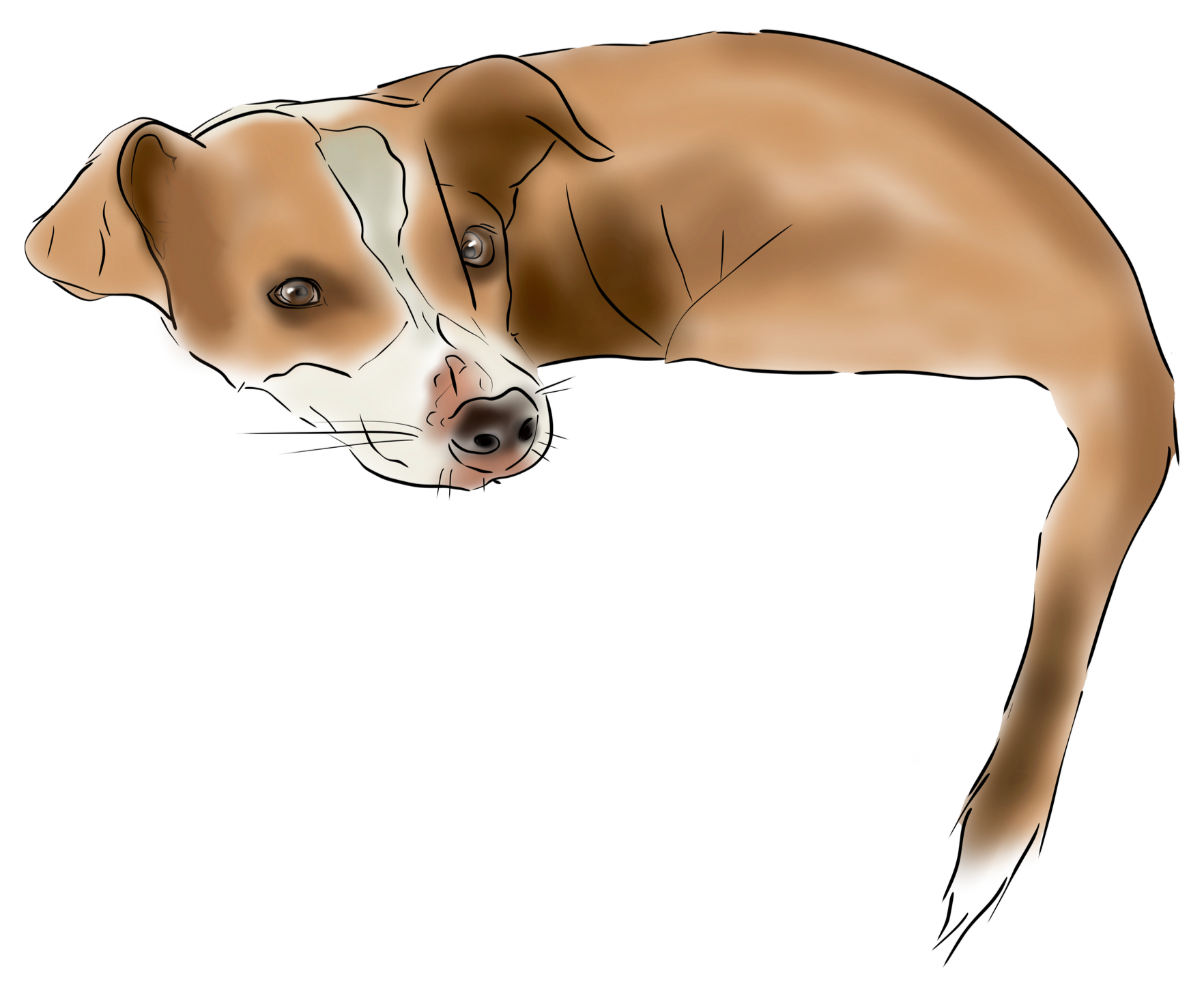 Digital illustration of a brown and white dog, lying down and looking towards the viewer.