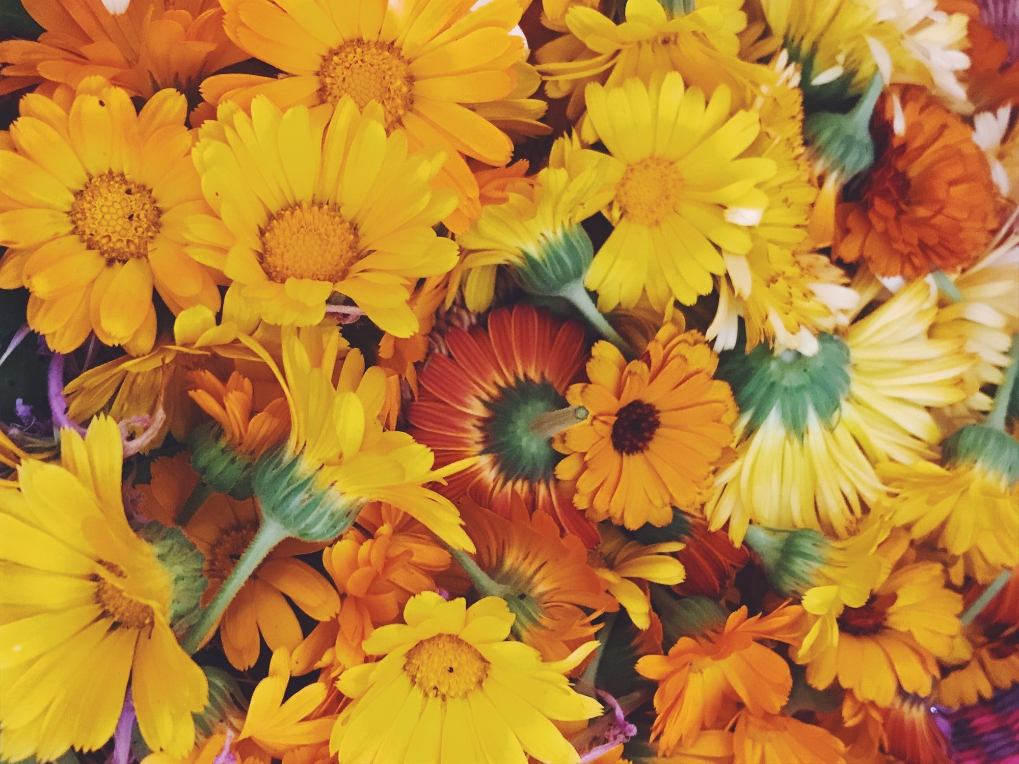 Calendula Infused Oil Crafting Workshop with Herbalist Elizabeth Gross
