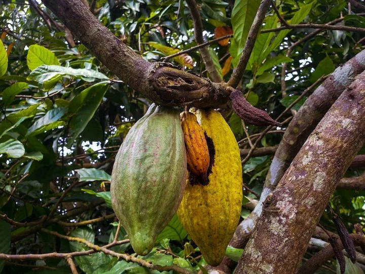 Cacao Circle with Krysten Vazquez