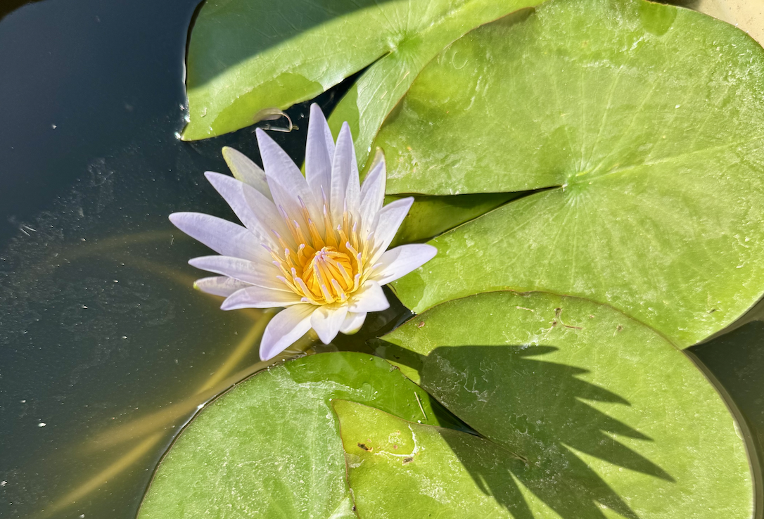 Blue Lotus Sound Journey: Full Moon Floral Frequencies with Sophia Bruun &amp; Josh Hines