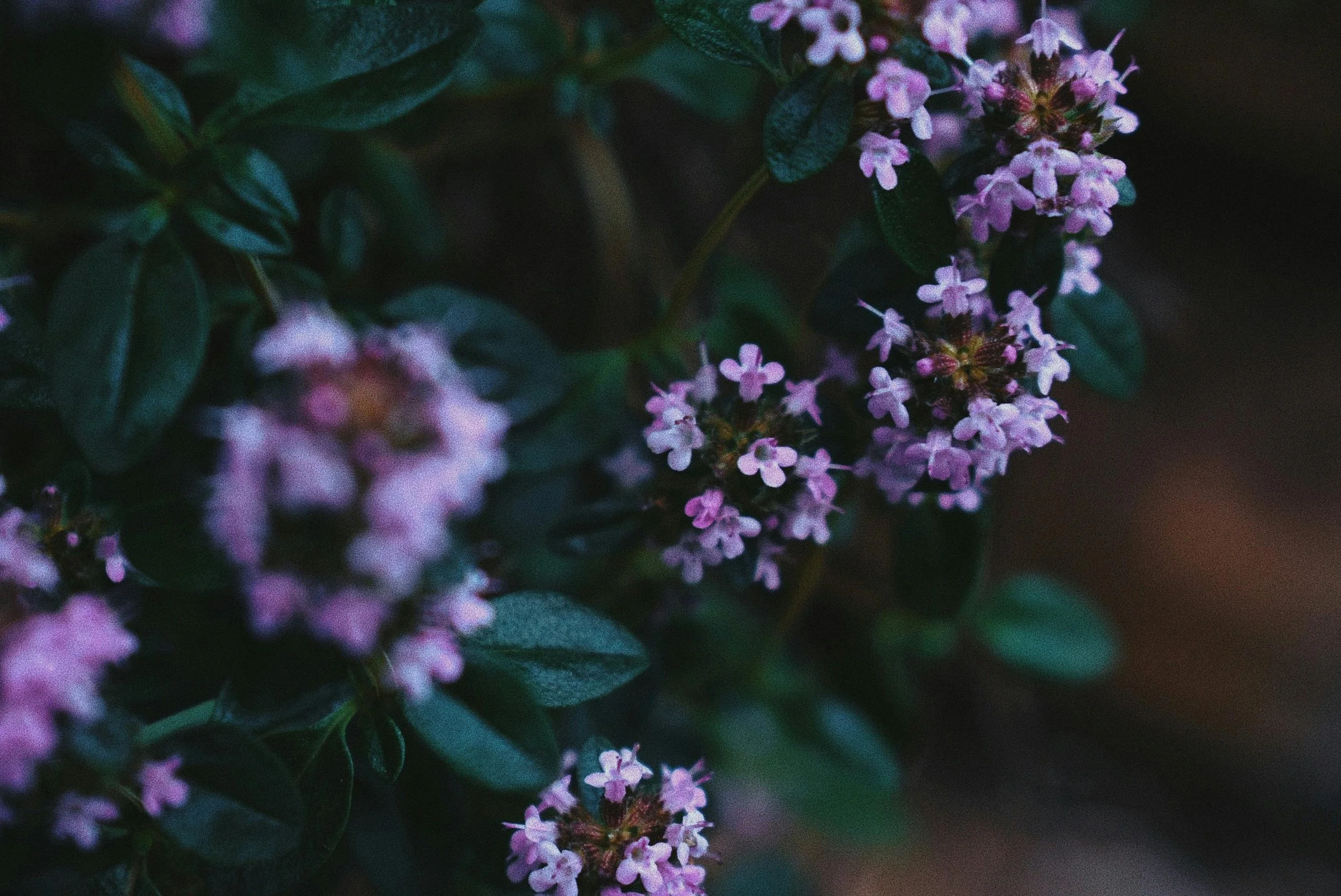 Good Grief: Herbalism for Grief Support with Elizabeth Stanger