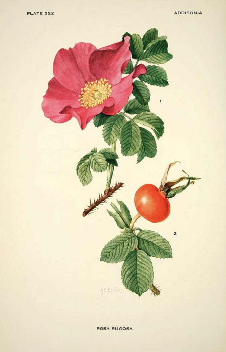 Rose (Rosa rugosa)