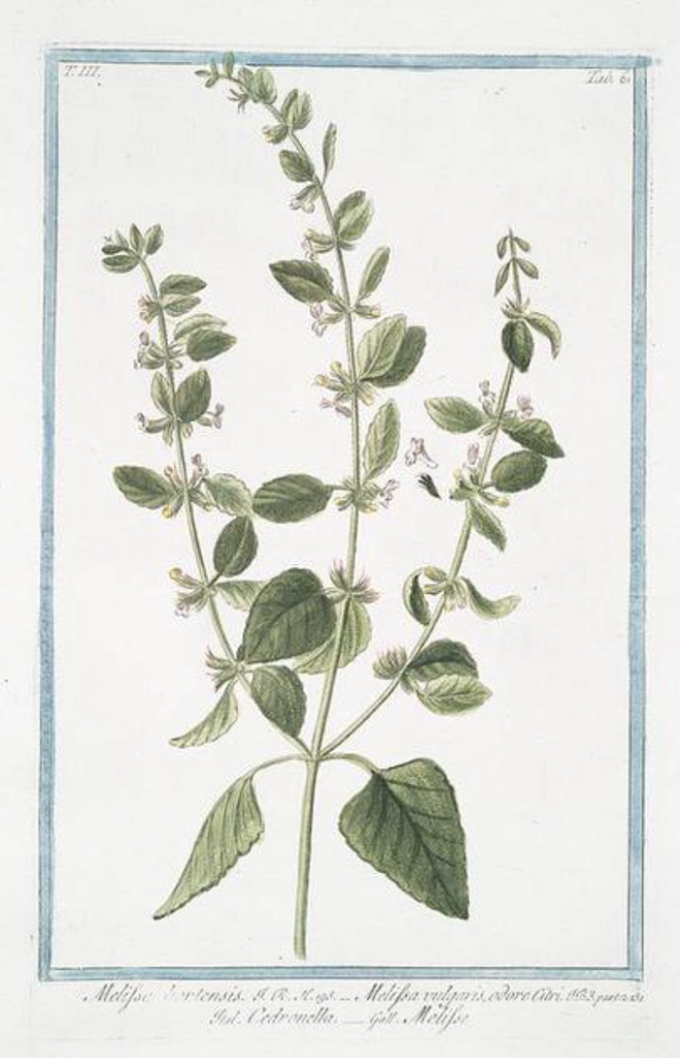 Lemon balm (Melissa officinalis)