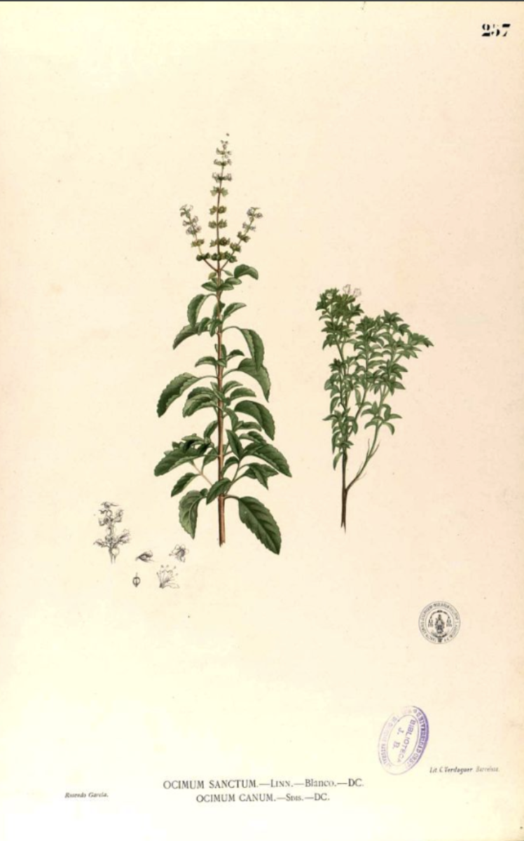 Tulsi or Holy Basil (ocimum tenuiflorum)