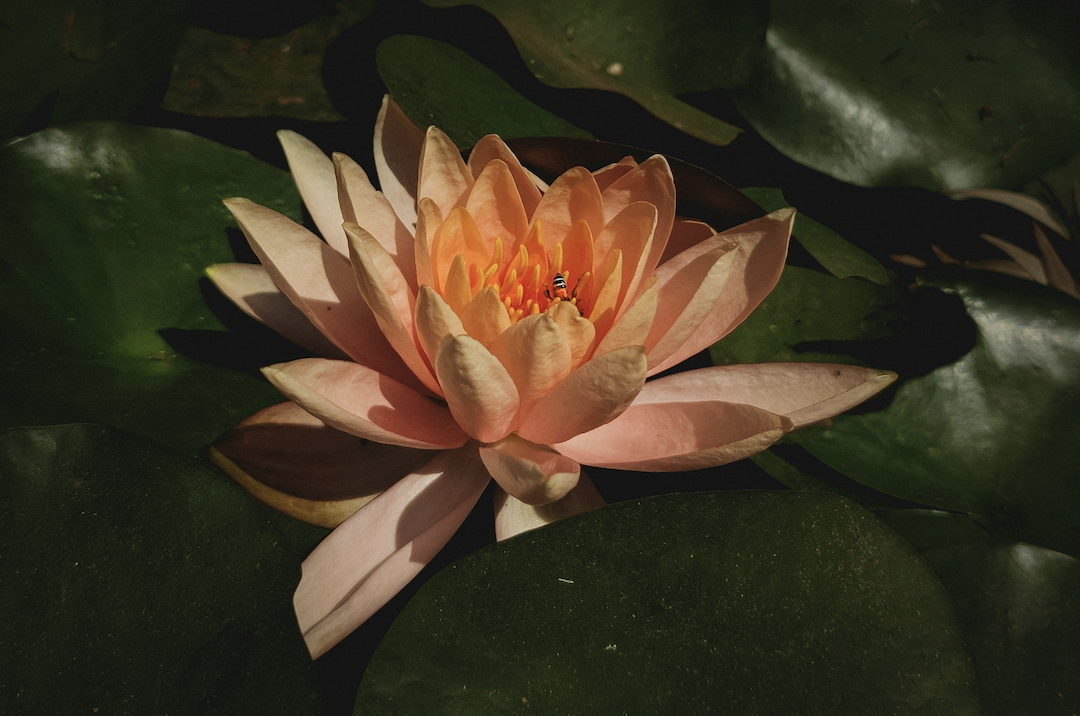 The Awakening Support Circle with Nicole Nyhan