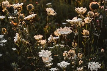Yoga: An Intuitive Movement and Breath Practice with Libby Nicholaou