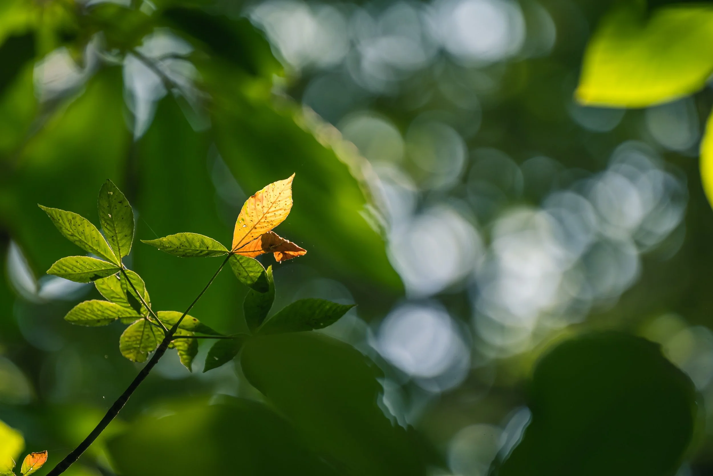Embodying Lasting Change: Find Peace in Who You Are with Leah C. Gardiner
