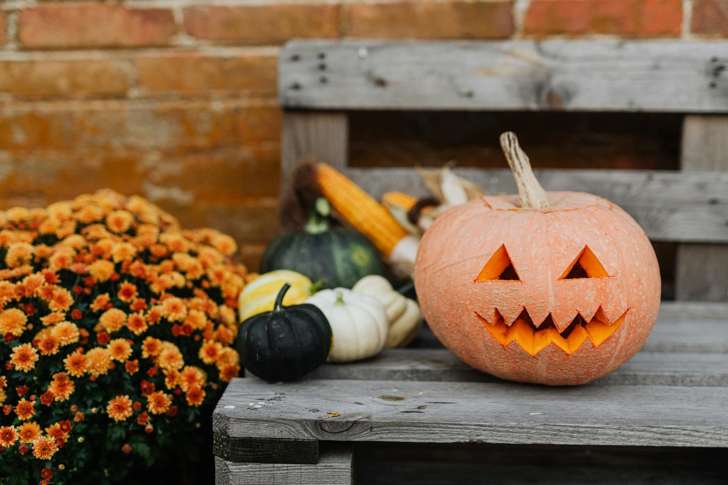 Find out why people carve pumpkins into jack-o-lanterns on Halloween.