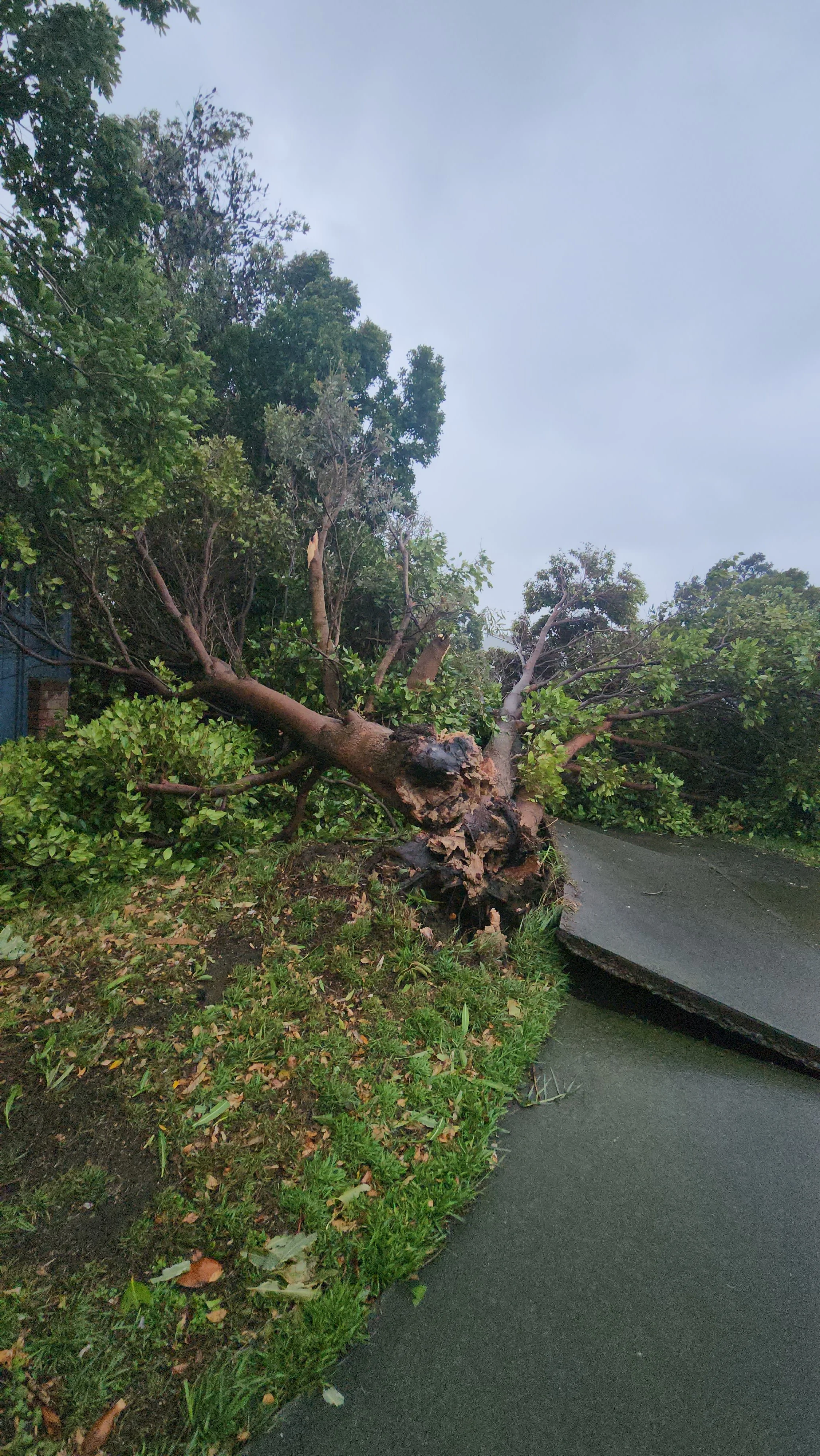 Up goes the concrete pad! Paraparaumu. Photo by Leah Cameron