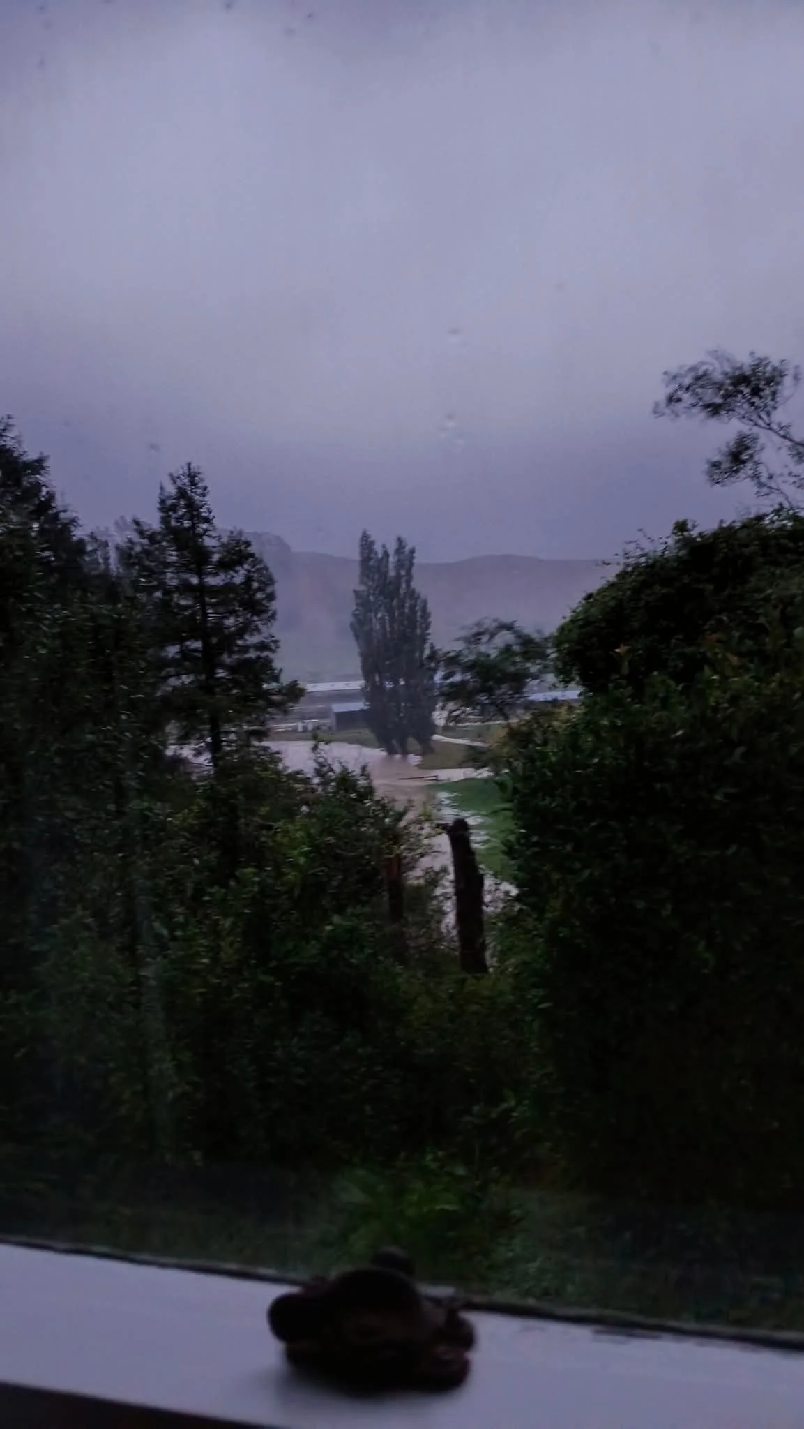 Whangaehu Valley Road as at 7am Monday. Water rising, a lot of trees on the road. Photo by Rosalie Harris