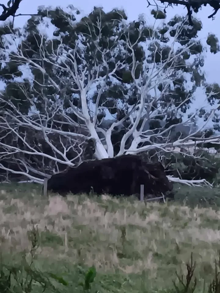 Taipo Road, Rongotea is closed due to fallen trees. Photo by Shah Willoughby