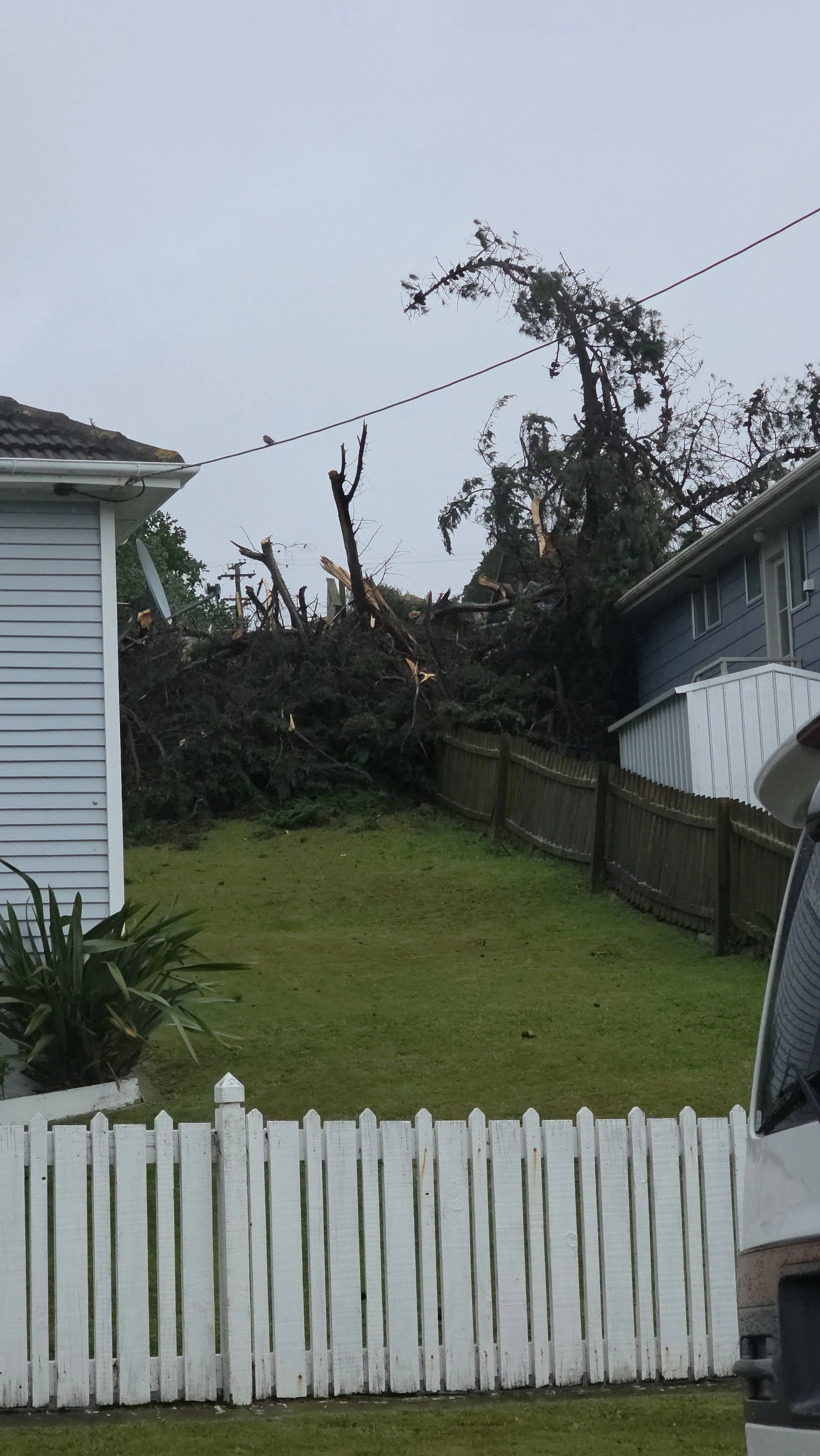 A 50+ year old tree has toppled over in Titahi Bay. Photo by Treenz Kapene
