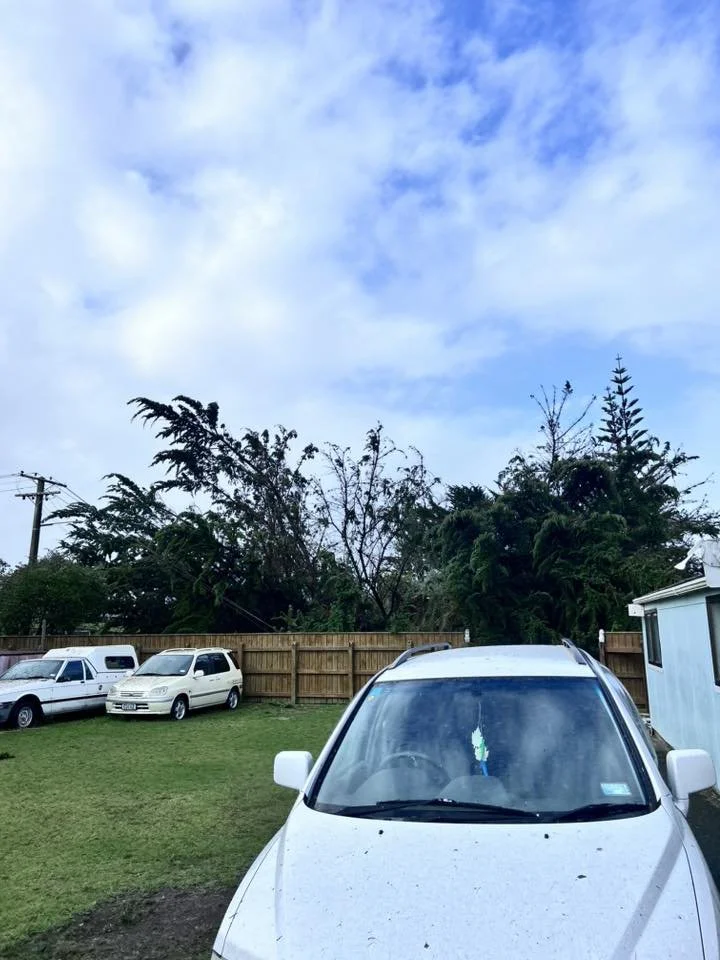 A tree has fallen onto a power line out Hokio Beach, Levin. Photo by Anthea Tyler