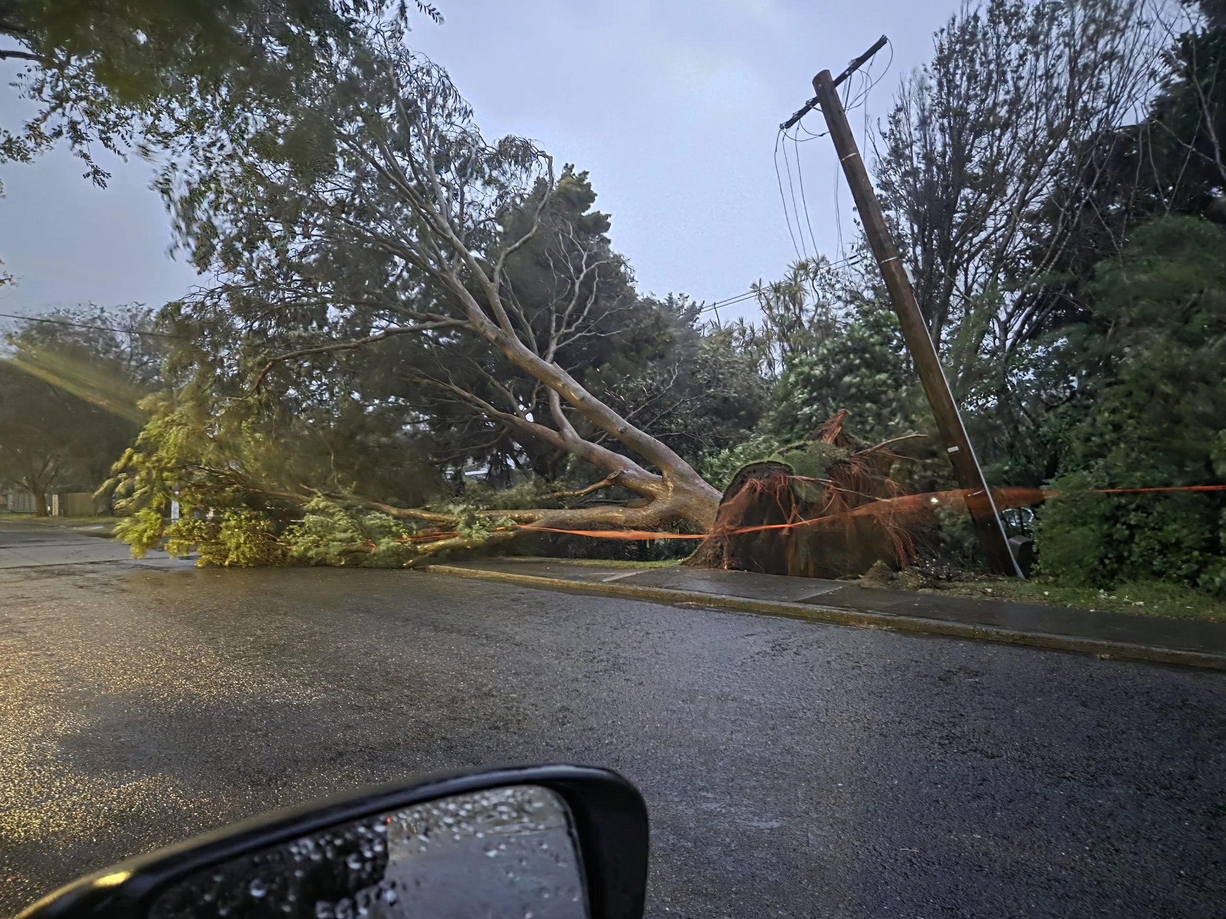 A large tree blocking the footpath and part of the road on Alexander Rd, Raumati. Photo by Hamish Weir