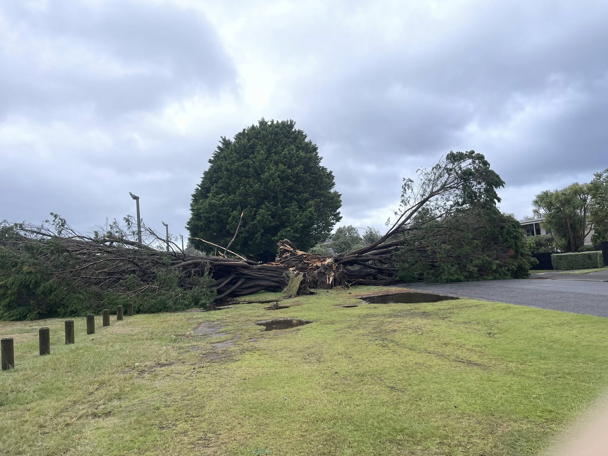 Big tree toppled in Raumati. Photo by Jack