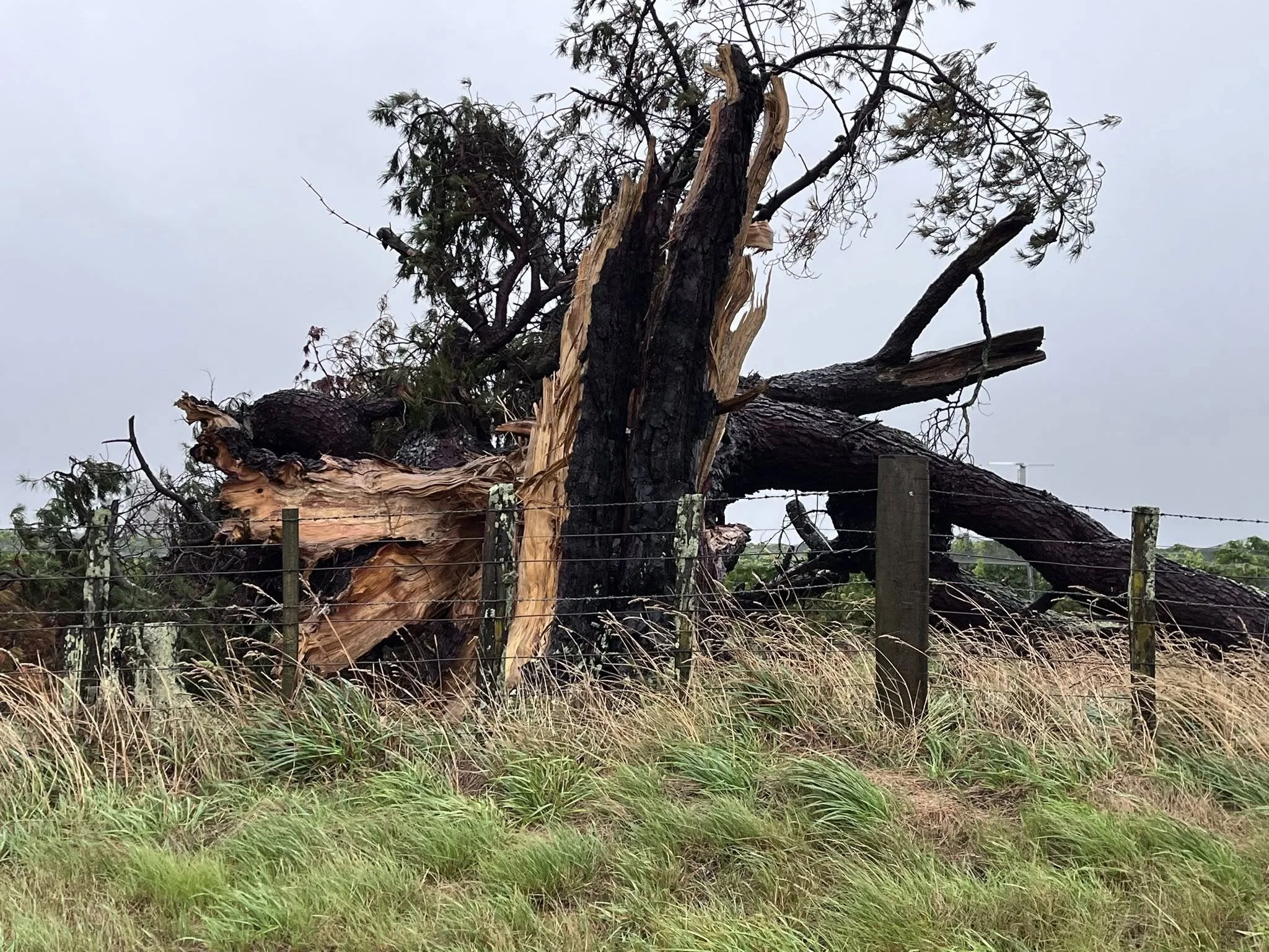 A tree turned to firewood in Wairarapa. Photo from Wairarapa Times Age