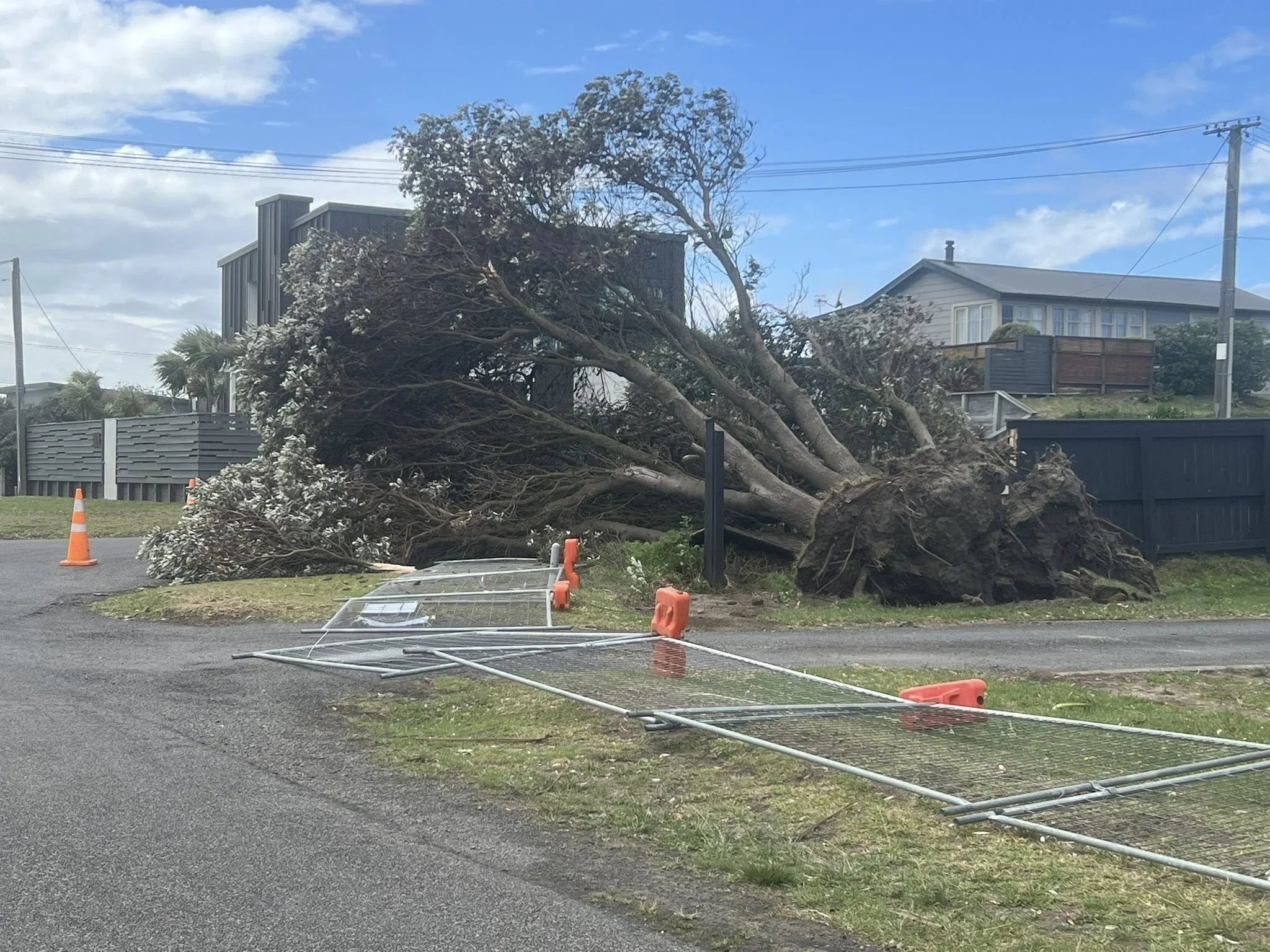 A tree having a lie down in Foxton. Photo by Darryl Butler