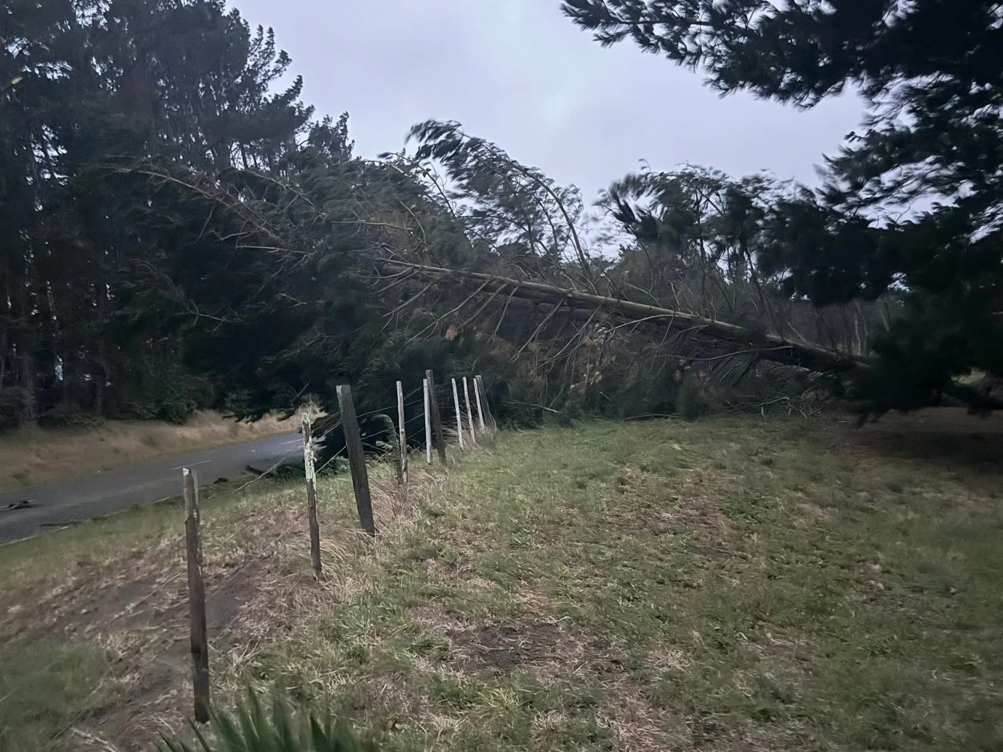 A tree on a fence on Himatangi Beach Rd. Photo by Nigel Barker