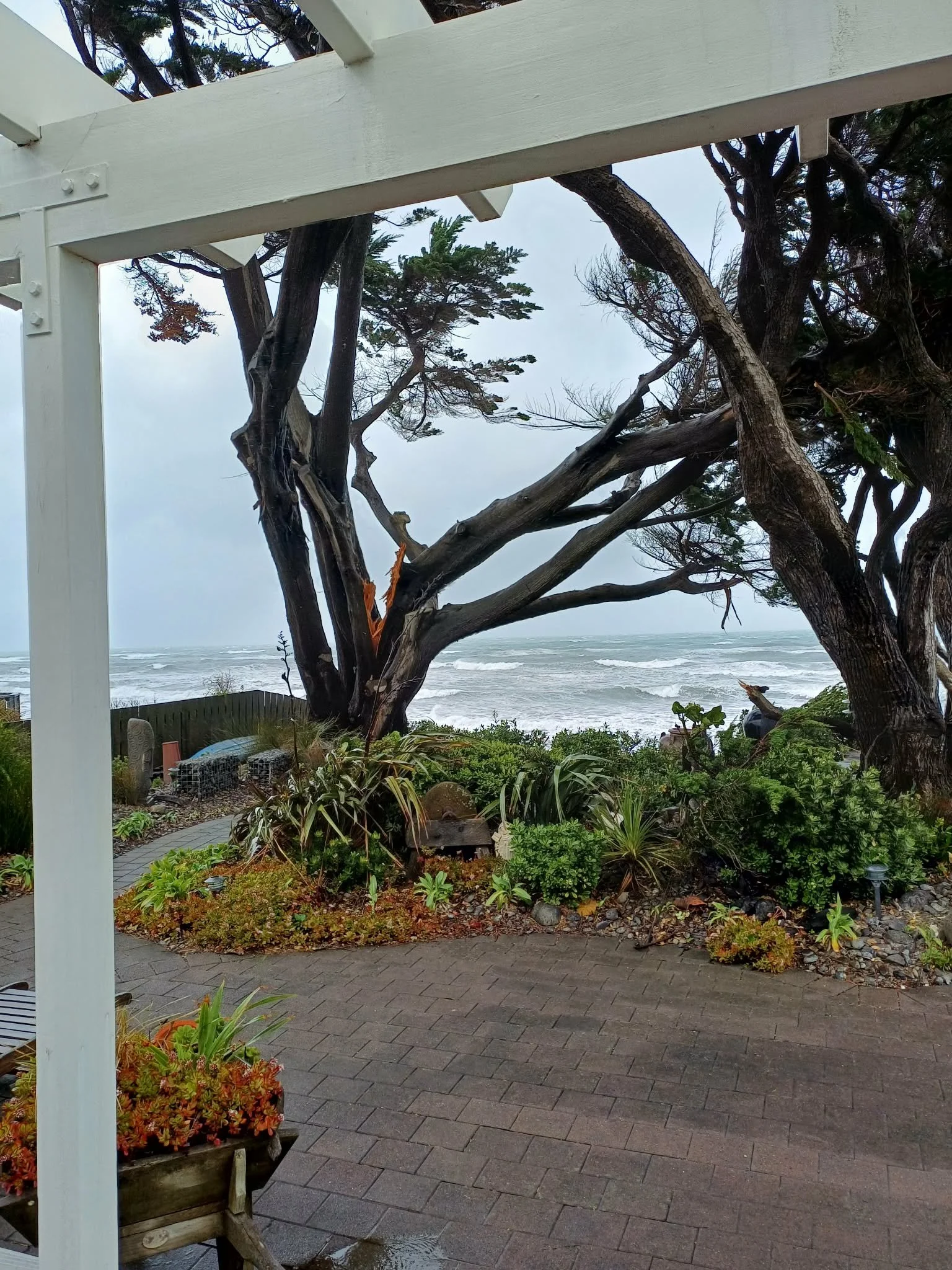 Macrocarpa in Raumati been ripped apart. Photo by Margaret Ricketts