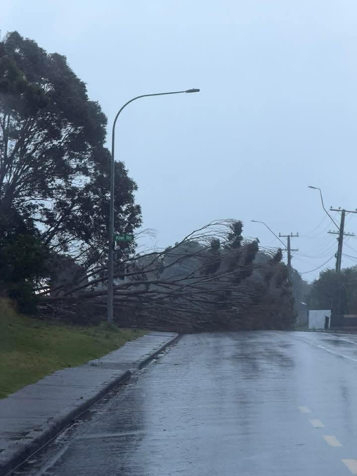 Tree down blocking Raumati Road, outside Te Raukura ki Kapiti. Photo by Charlie Russell