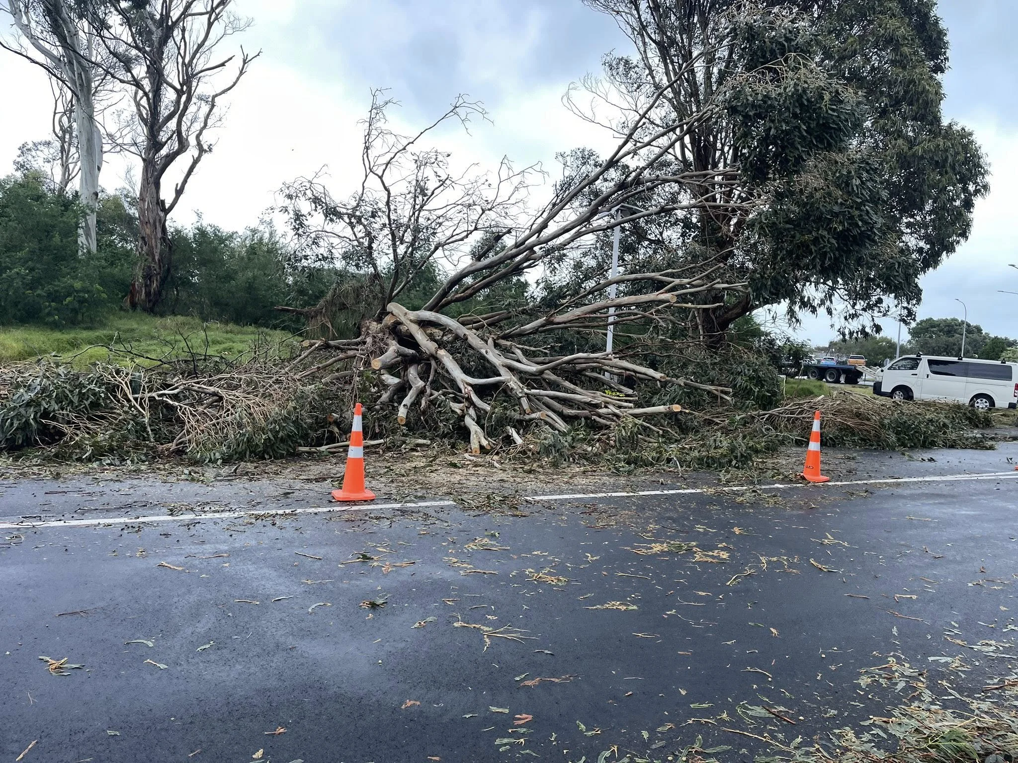 Big tree toppled in Raumati. Photo by Jack