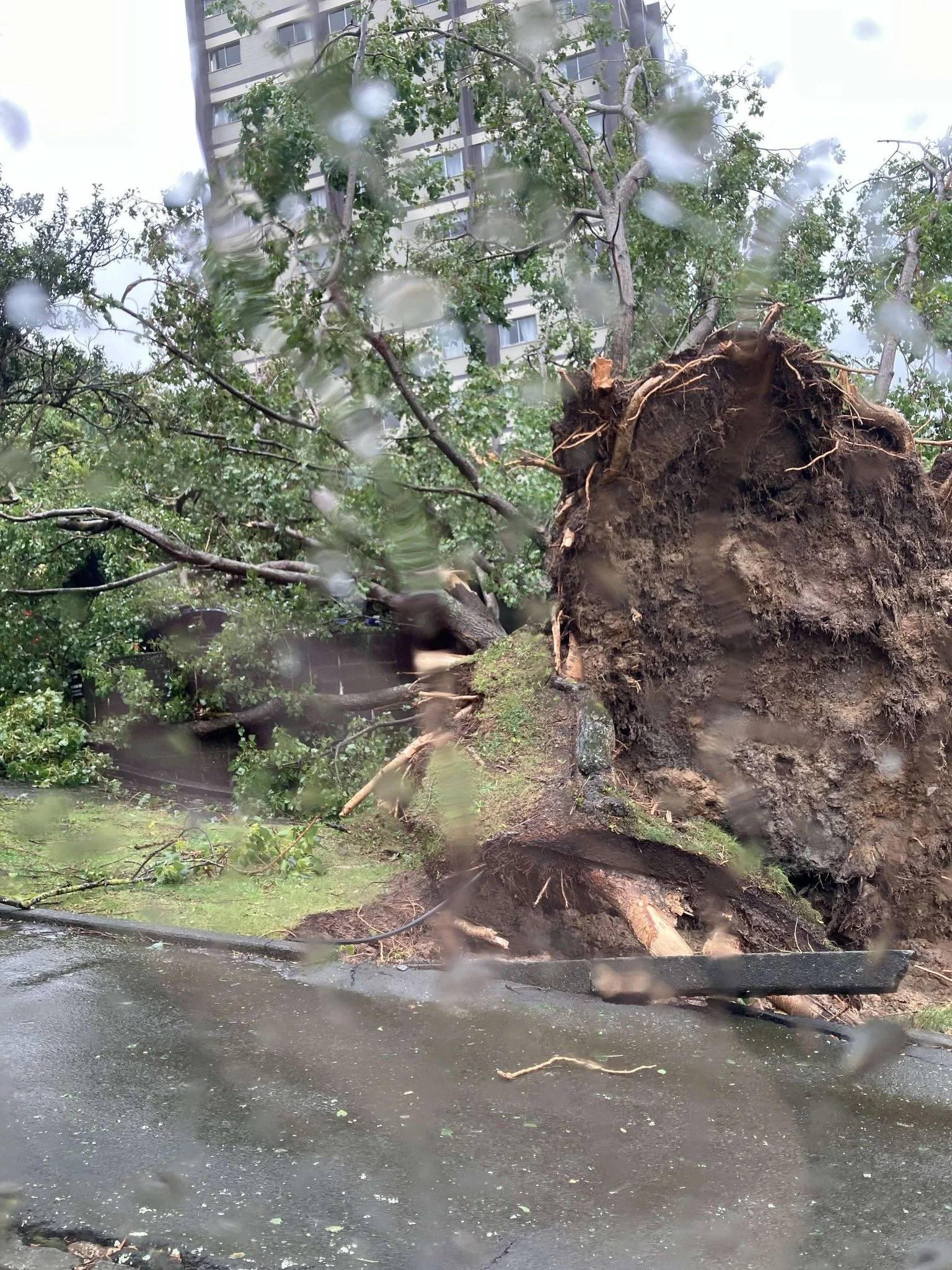 The tree down on Cottleville Terrace, Thorndon, Wellington. Photo by Brad Jessop