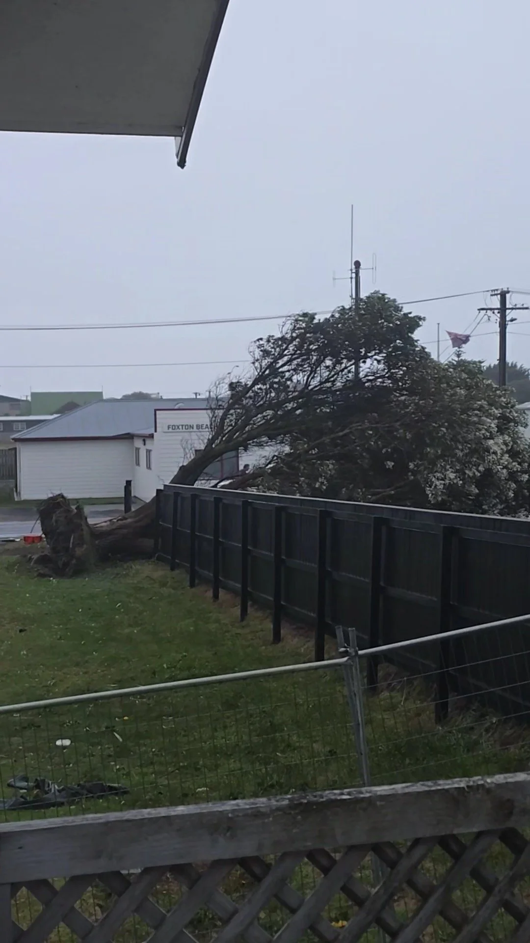 A tree fallen through a fence and onto the corner of Roore Street, opposite Foxton Beach Fire Station. Photo by Telisha Porter