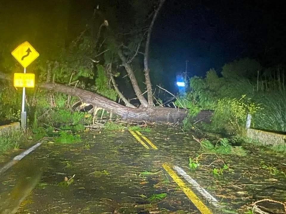 Paekakariki Hill Rd was littered with this!