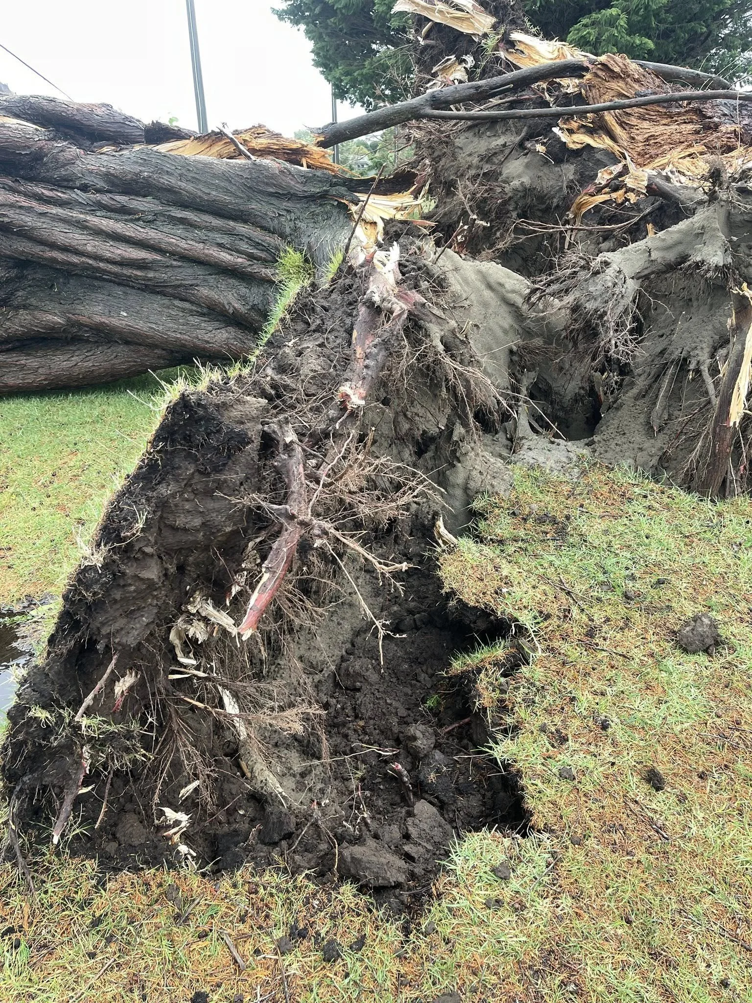 Now that's some force! In Raumati. Photo by Jack