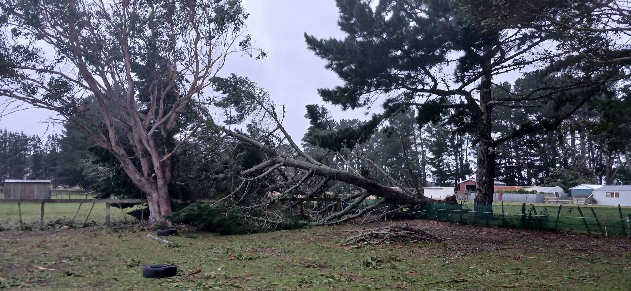 Trees down at an address near SH1 Foxton