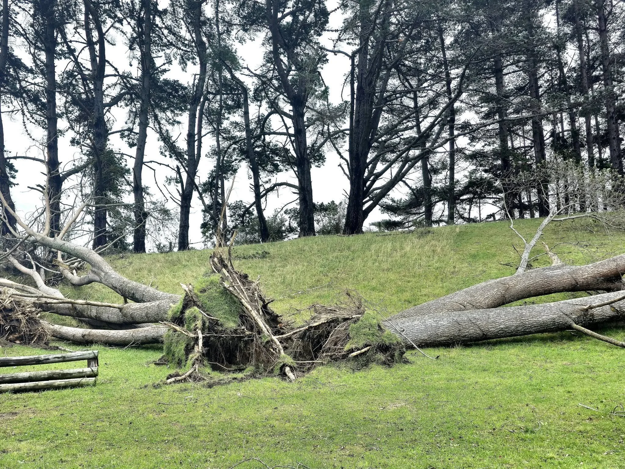 Waikanae Park by the croquet club. Photo by Delia Shanly