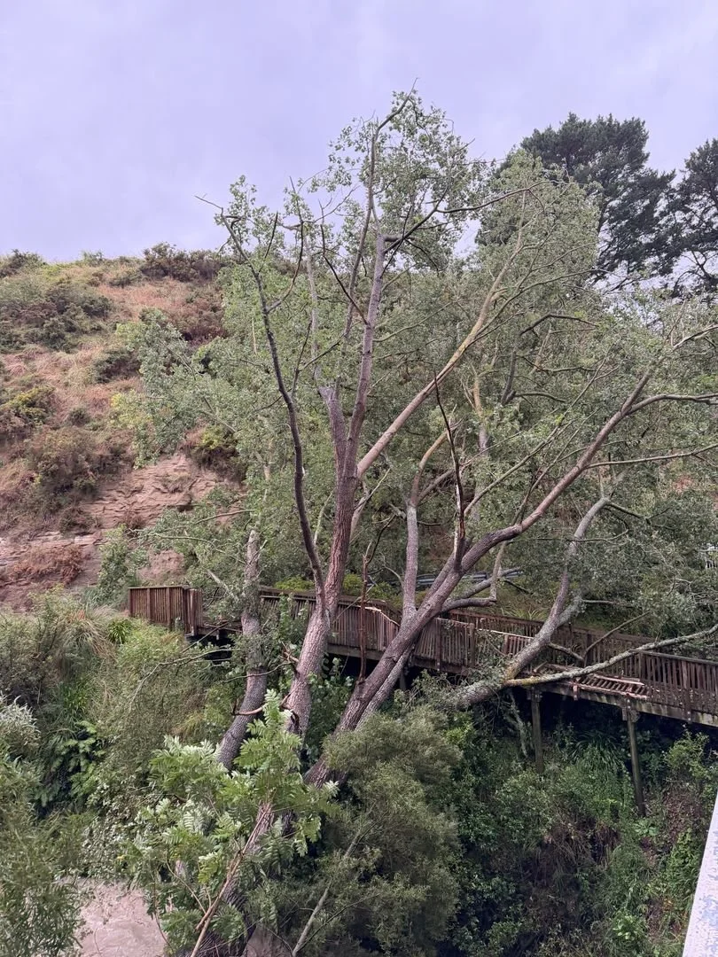 A large tree has come down onto the wooden cycleway used by those crossing the Upokongaro Bridge on SH4. Photo by Whanganui District Council