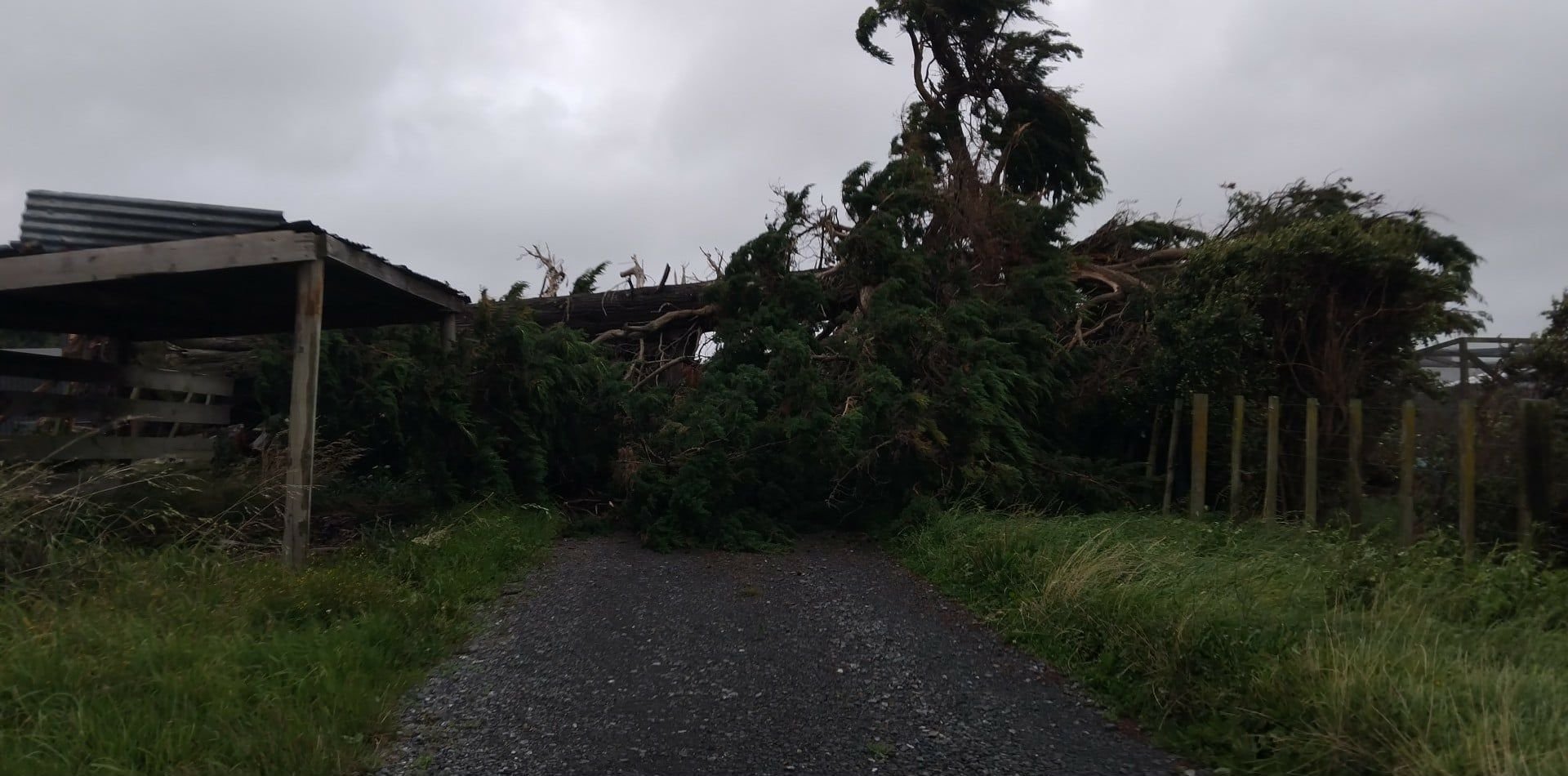 Tania Goodyer can't get out of her driveway in Halcombe thanks to this woody obstacle!
