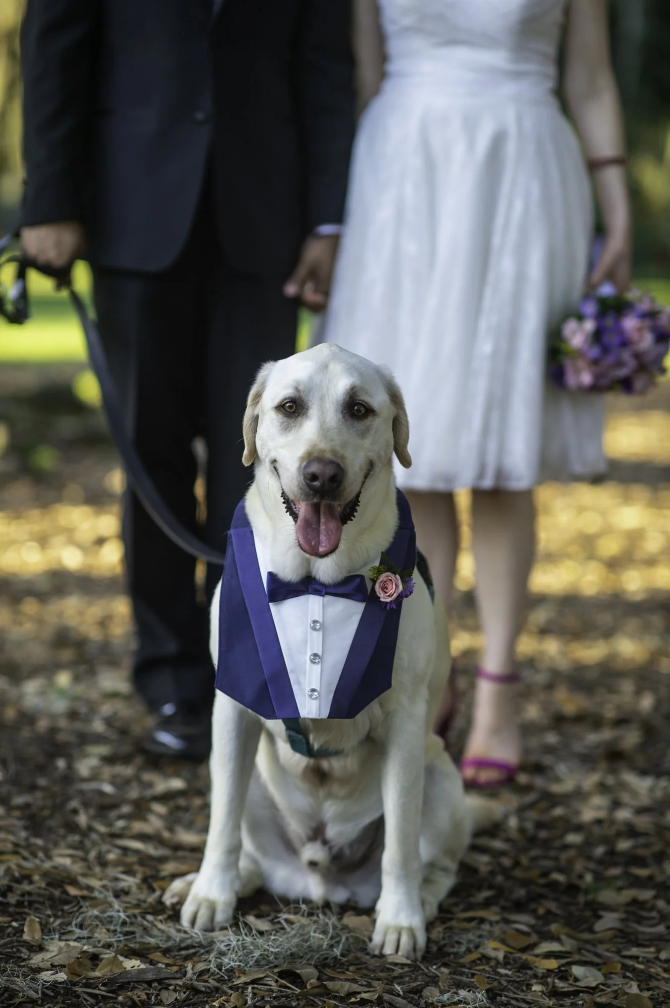 dog-in-tuxedo-wedding-portrait.jpg