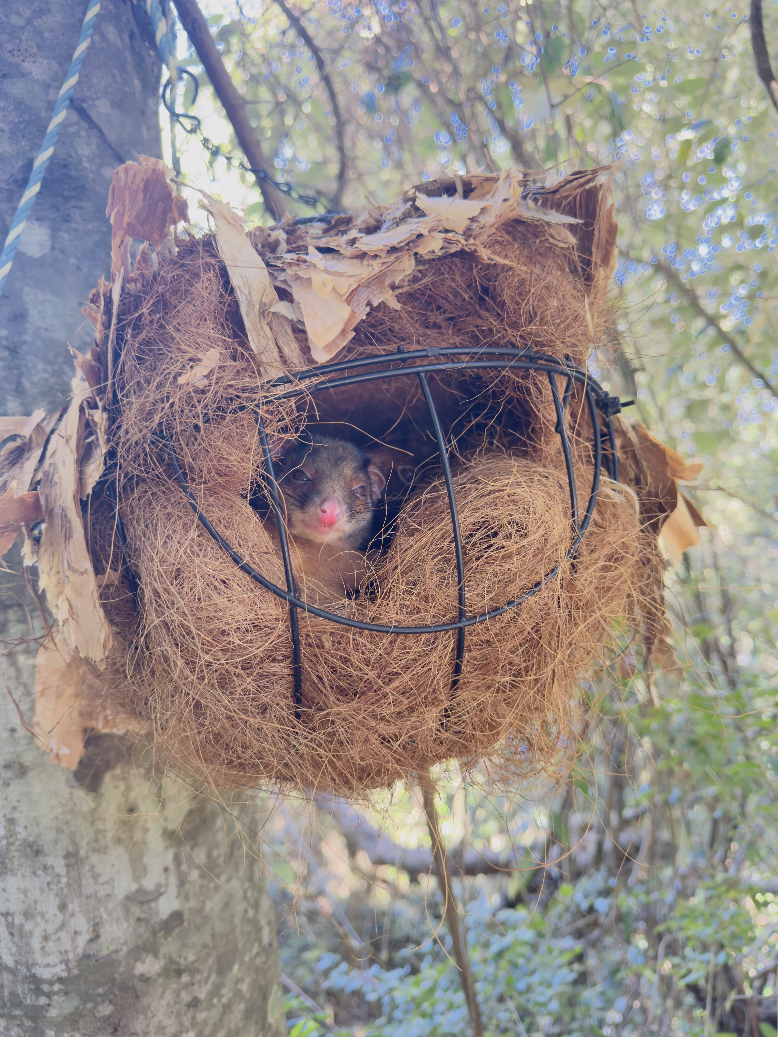 4 Aug 2026 - Possums released