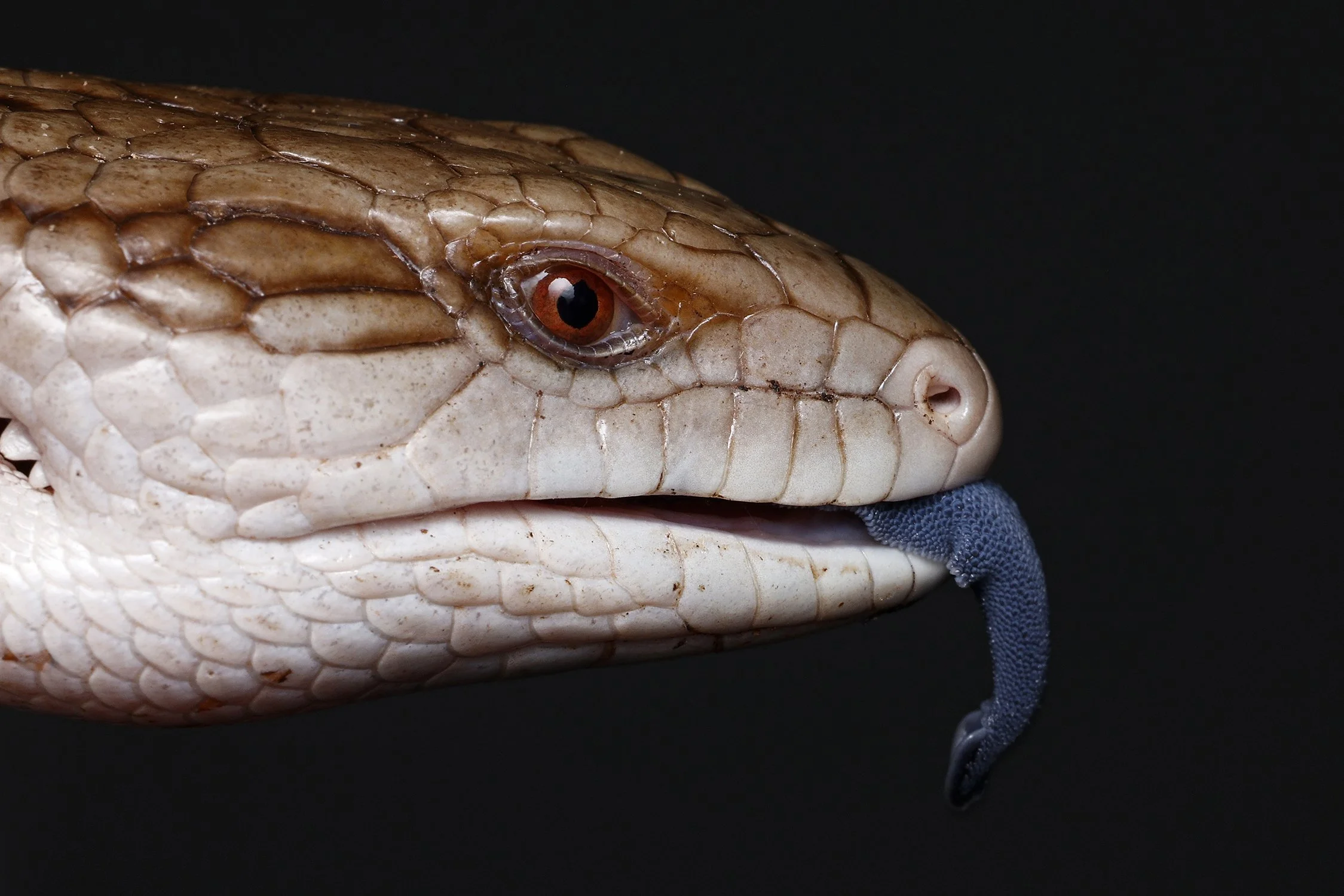 Ocre with tongue.jpg