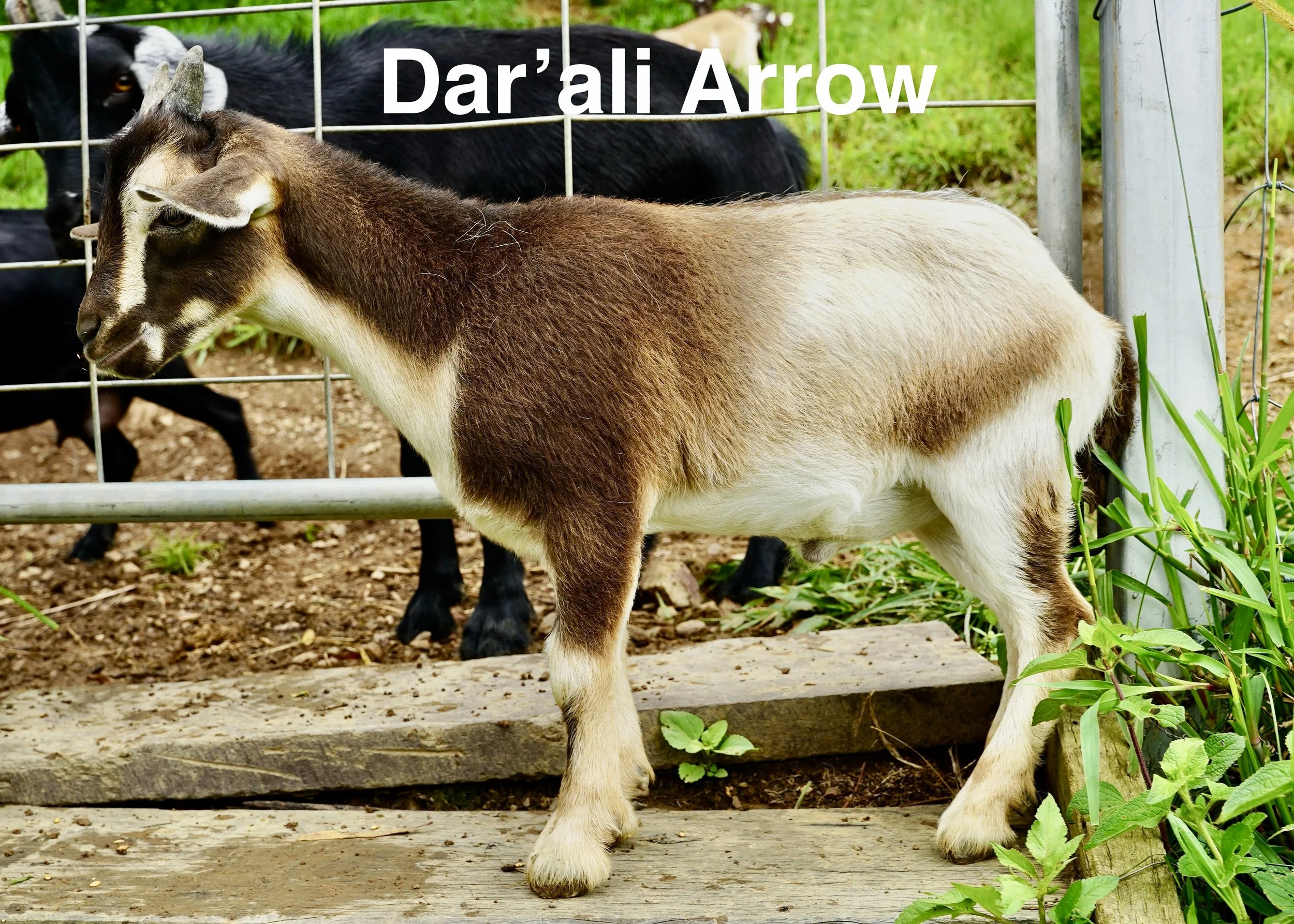 Dar'ali Arrow.jpeg