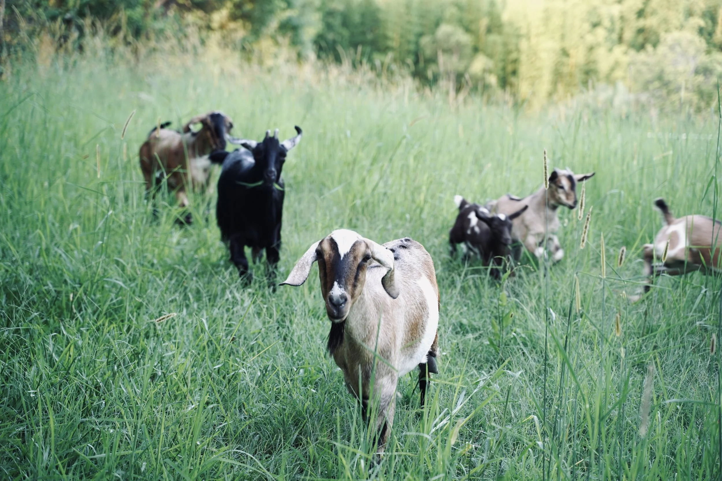 29 Jan 2024 - Goat walking 