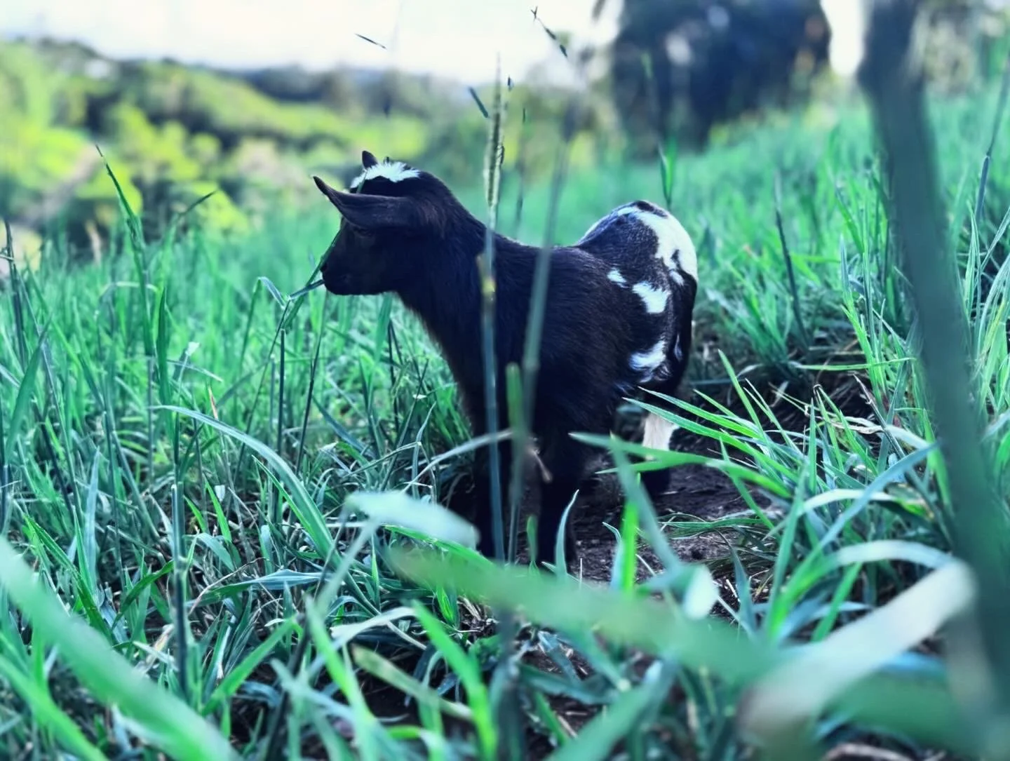 31 Dec 2023 - baby goats being cute: happy new year