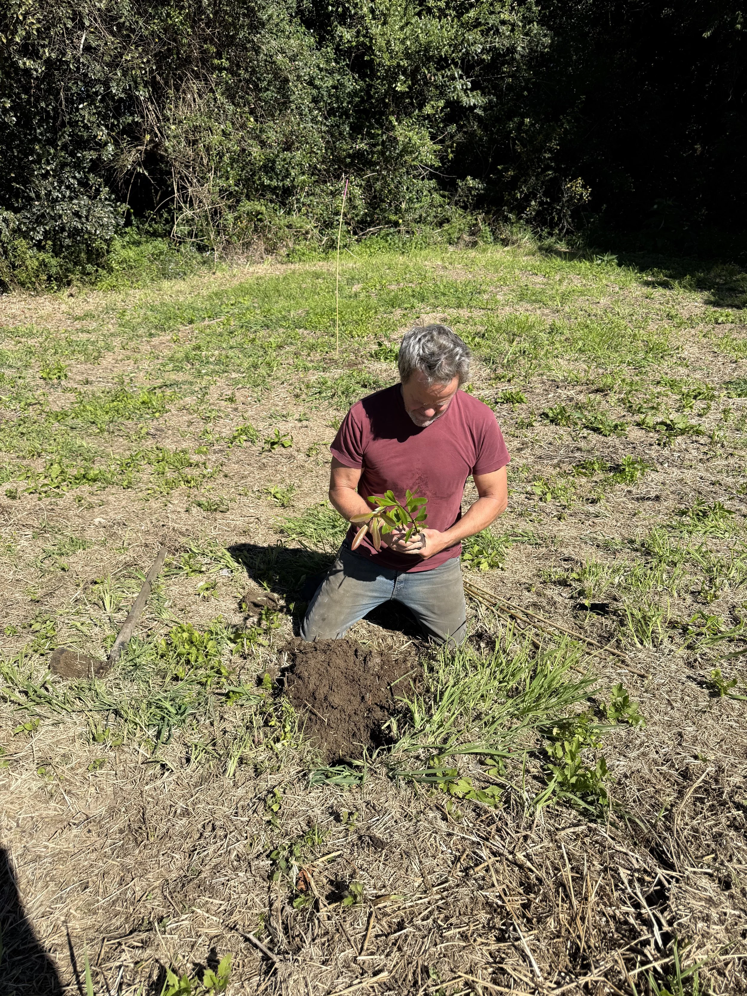 First trees are in :)