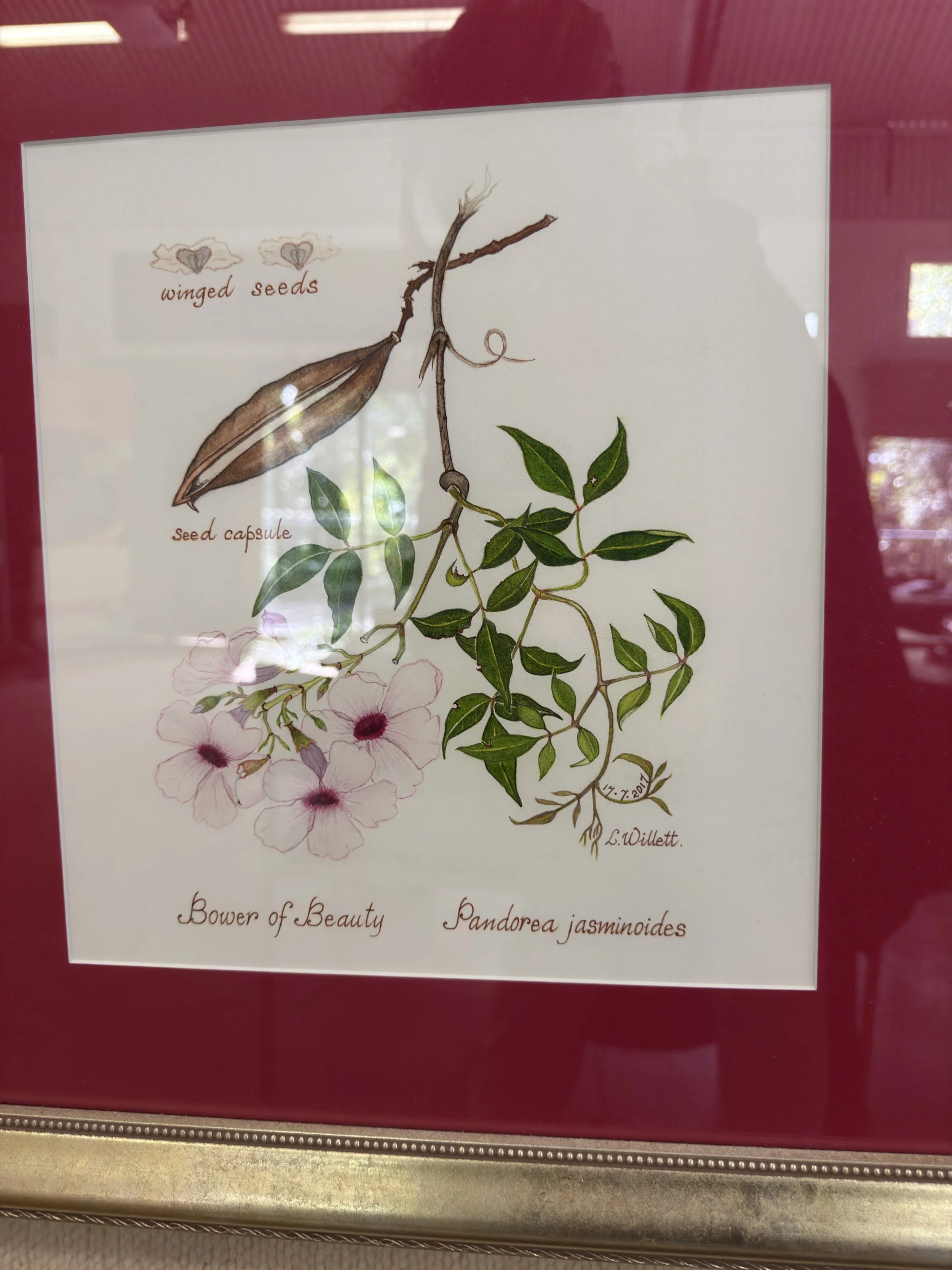 Rainforest ID workshop at Noosa Landcare