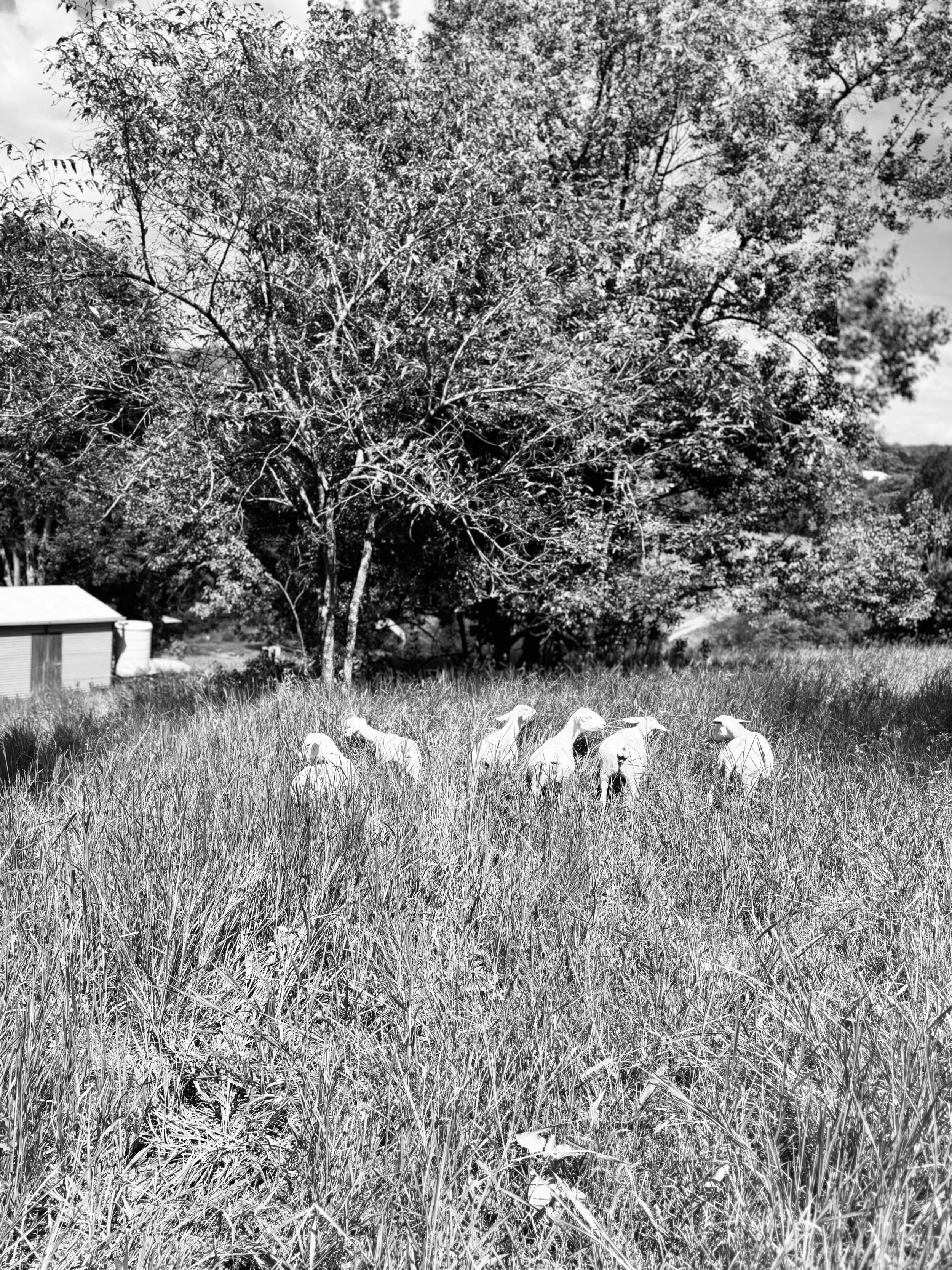 6 Mar 2024 - Six dorper sheep