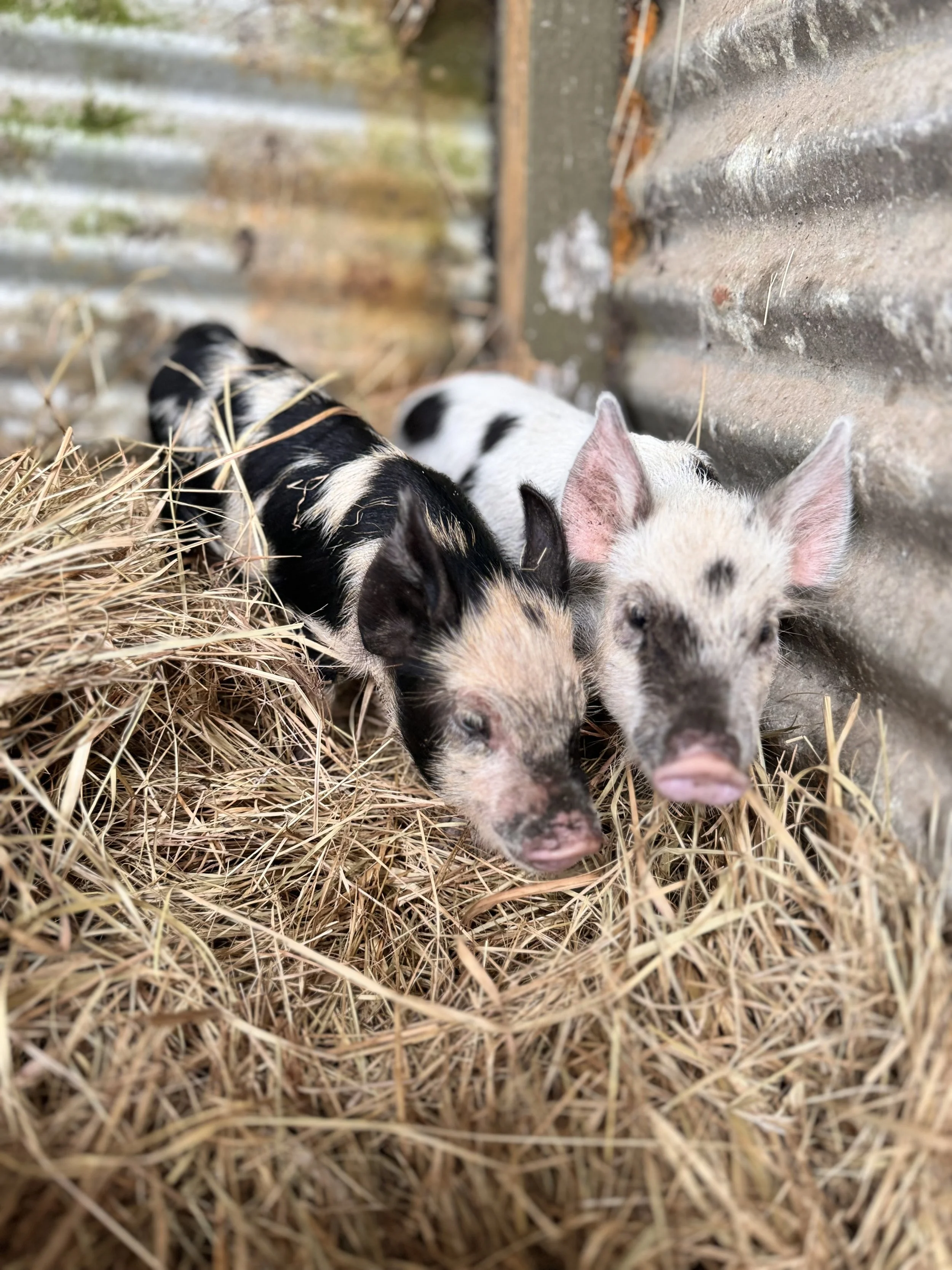 17 Mar 2024 - Miniature piglets 