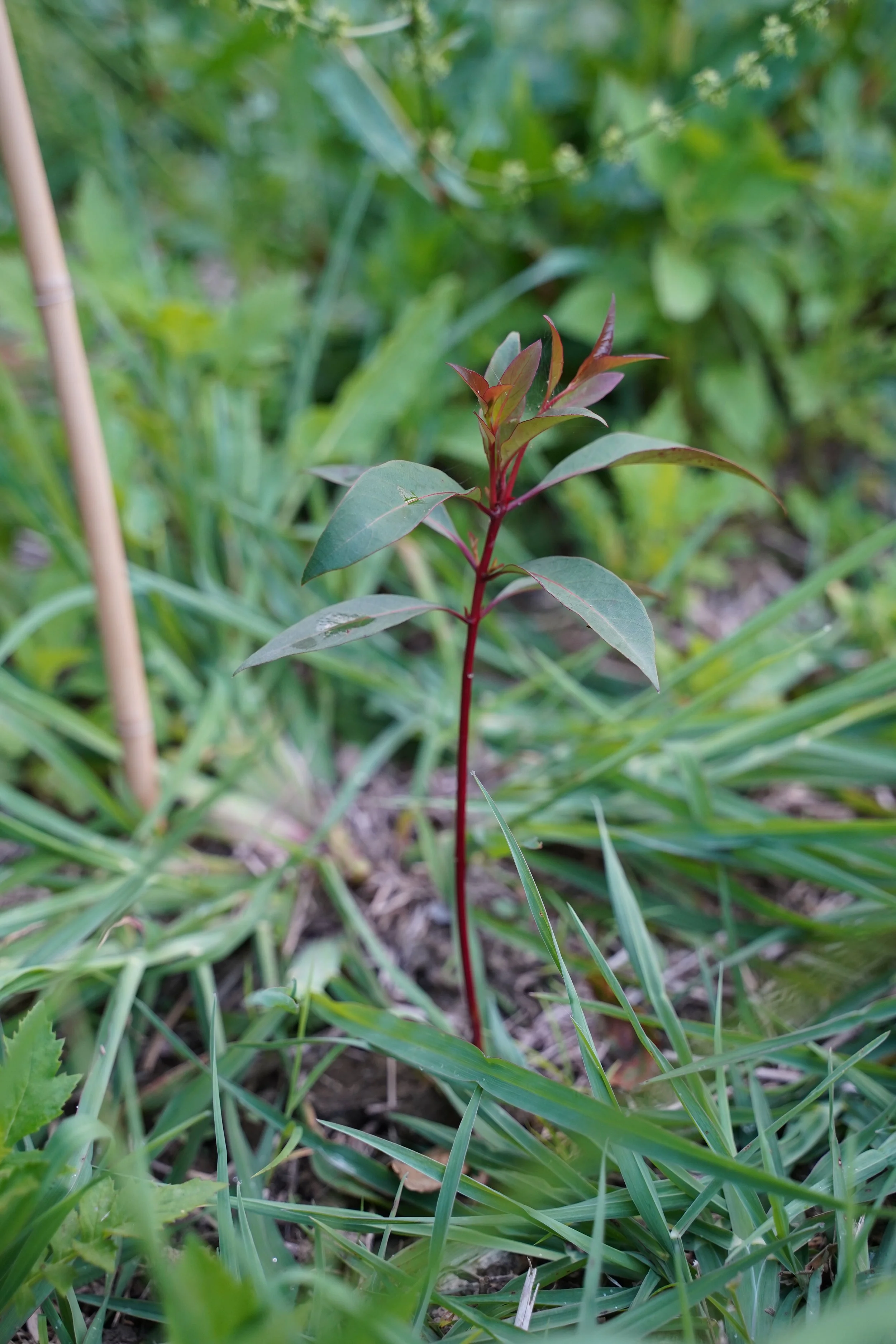 Trees are growing - Sep 2026