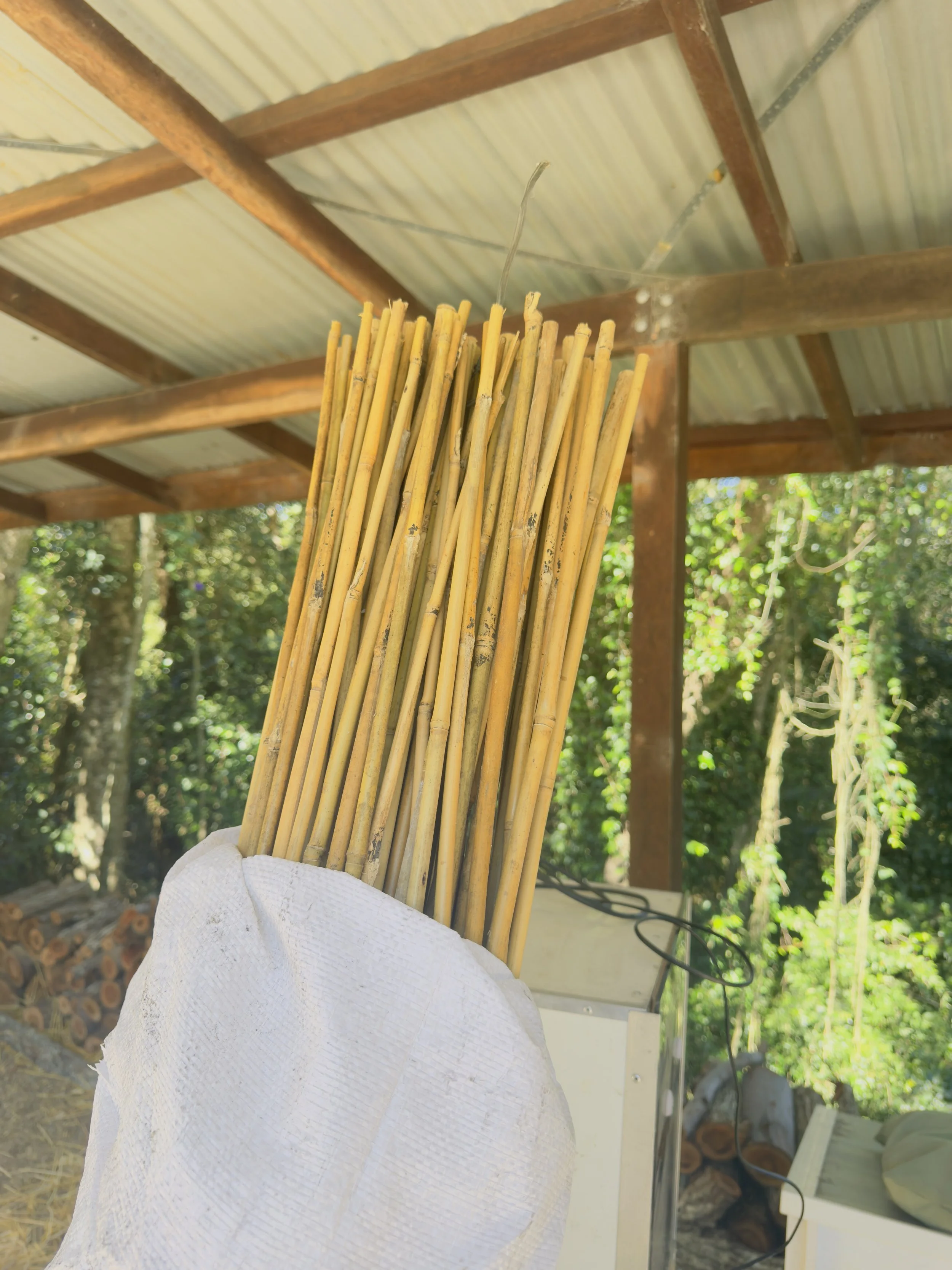 Bamboo stakes