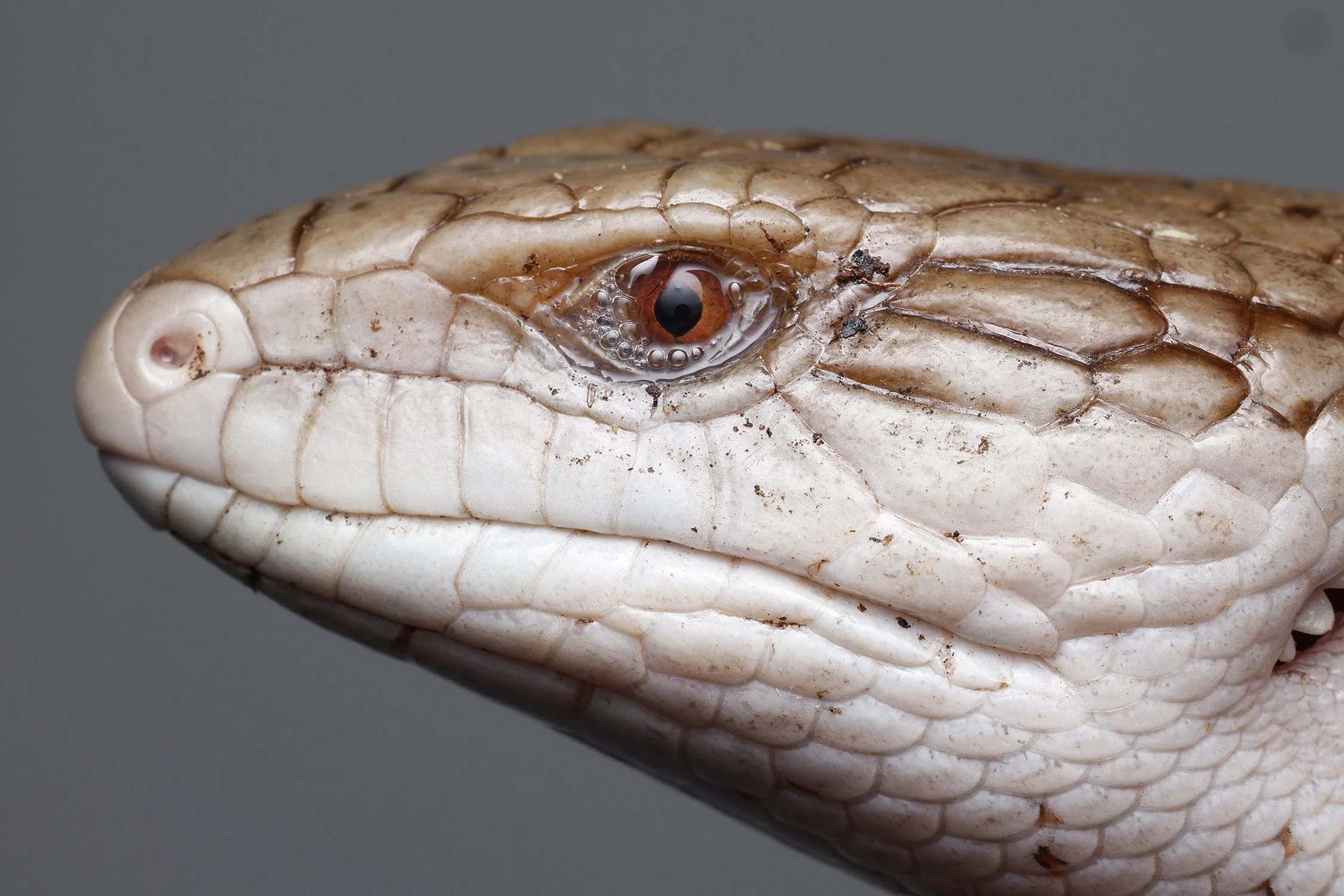 11 May 2026 - Ocre, the Blue-tongue lizard